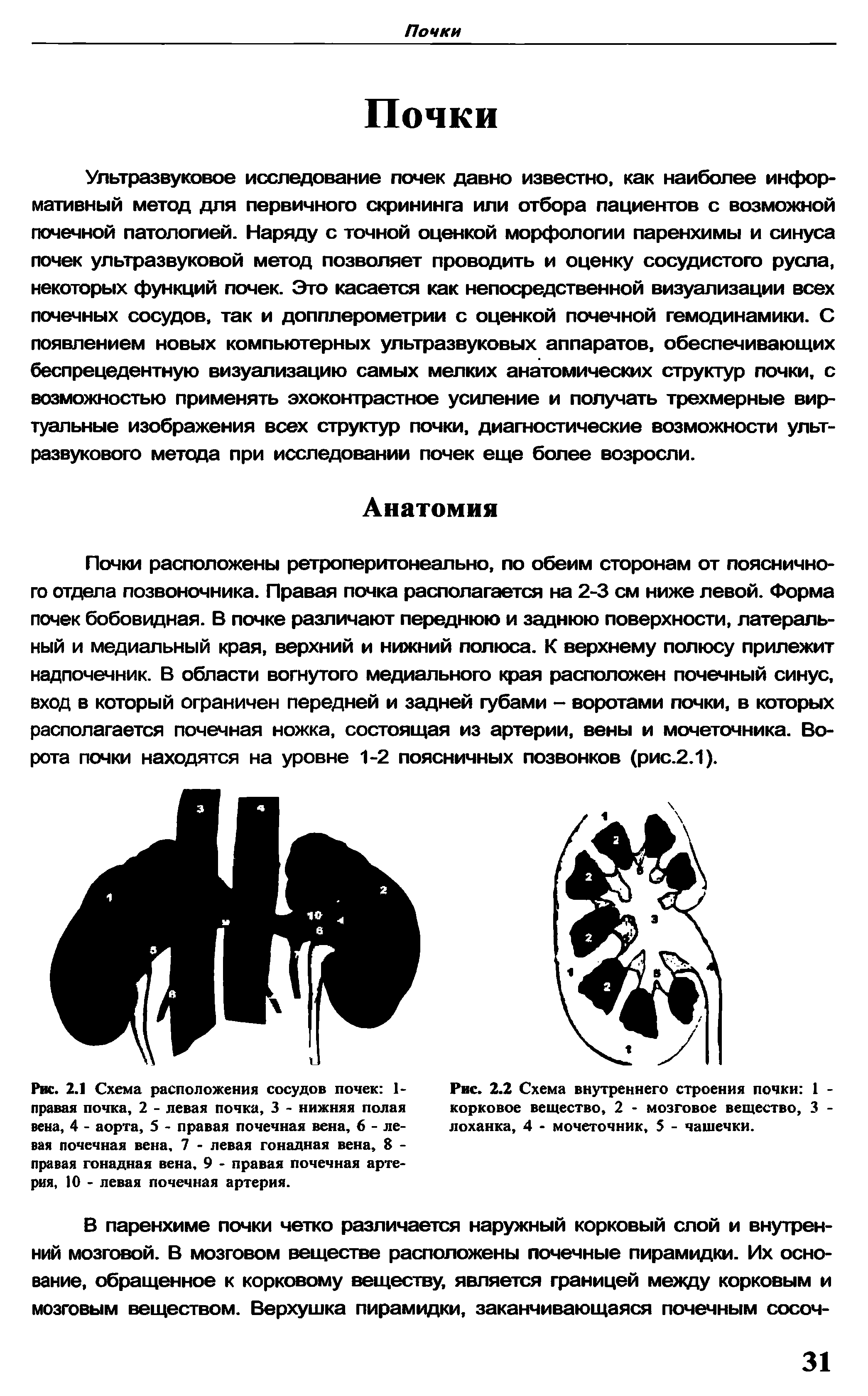 Рис. 2.2 Схема внутреннего строения почки 1 корковое вещество, 2 - мозговое вещество, 3 лоханка, 4 - мочеточник, 5 - чашечки.