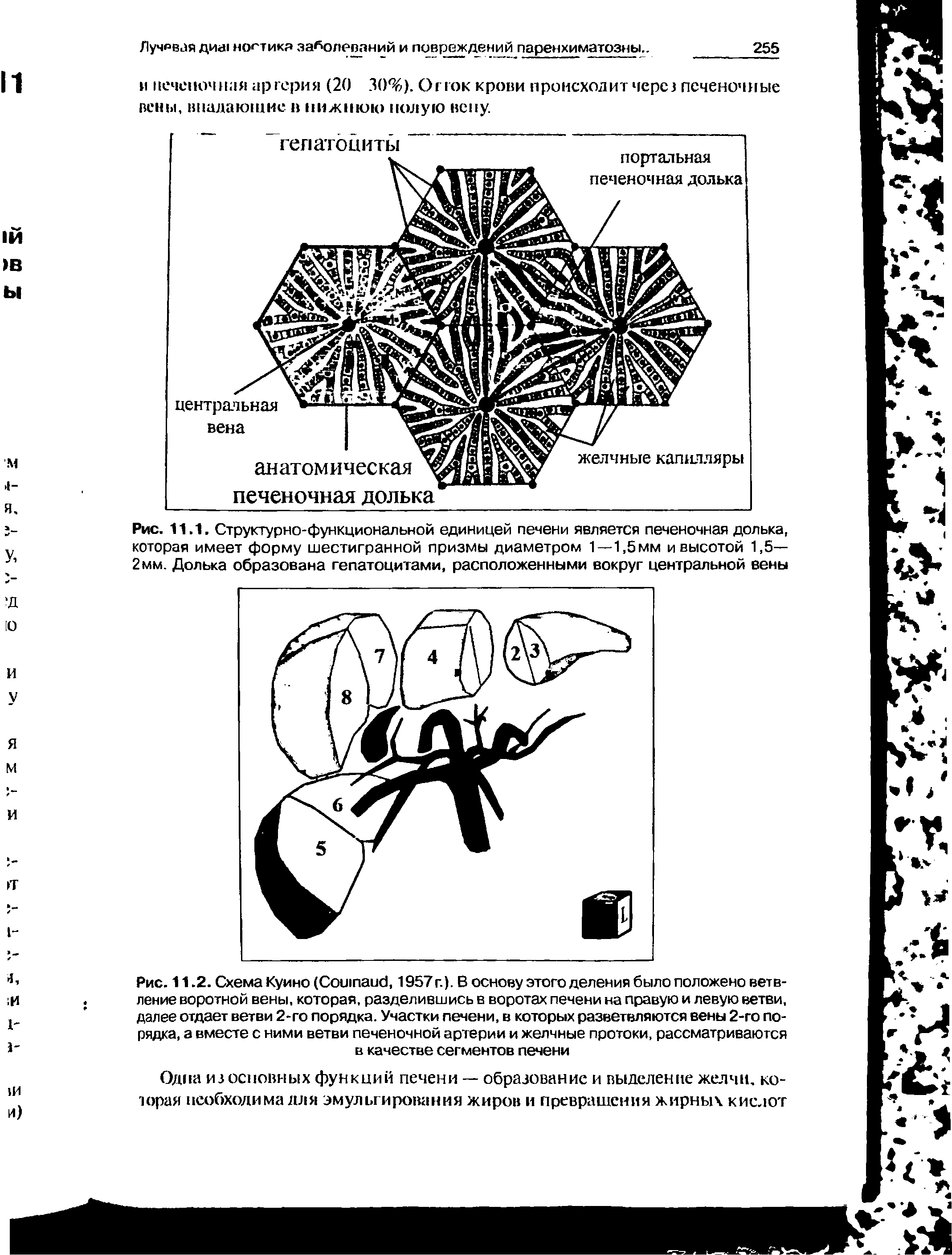 Рис. 11.1. Структурно-функциональной единицей печени является печеночная долька, которая имеет форму шестигранной призмы диаметром 1 — 1,5мм и высотой 1,5— 2 мм. Долька образована гепатоцитами, расположенными вокруг центральной вены...