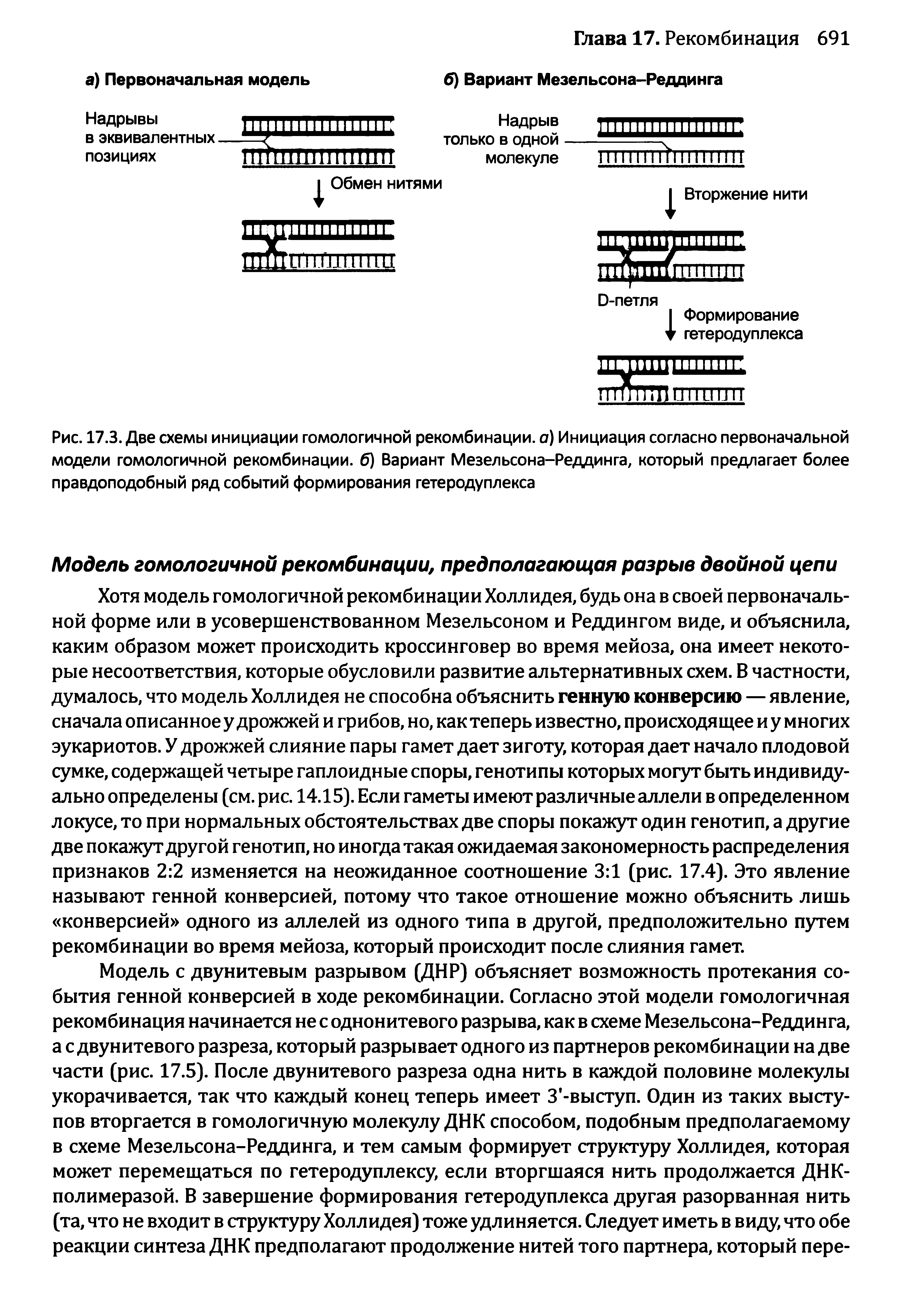 Рис. 17.3. Две схемы инициации гомологичной рекомбинации, а) Инициация согласно первоначальной модели гомологичной рекомбинации, б) Вариант Мезельсона-Реддинга, который предлагает более правдоподобный ряд событий формирования гетеродуплекса...