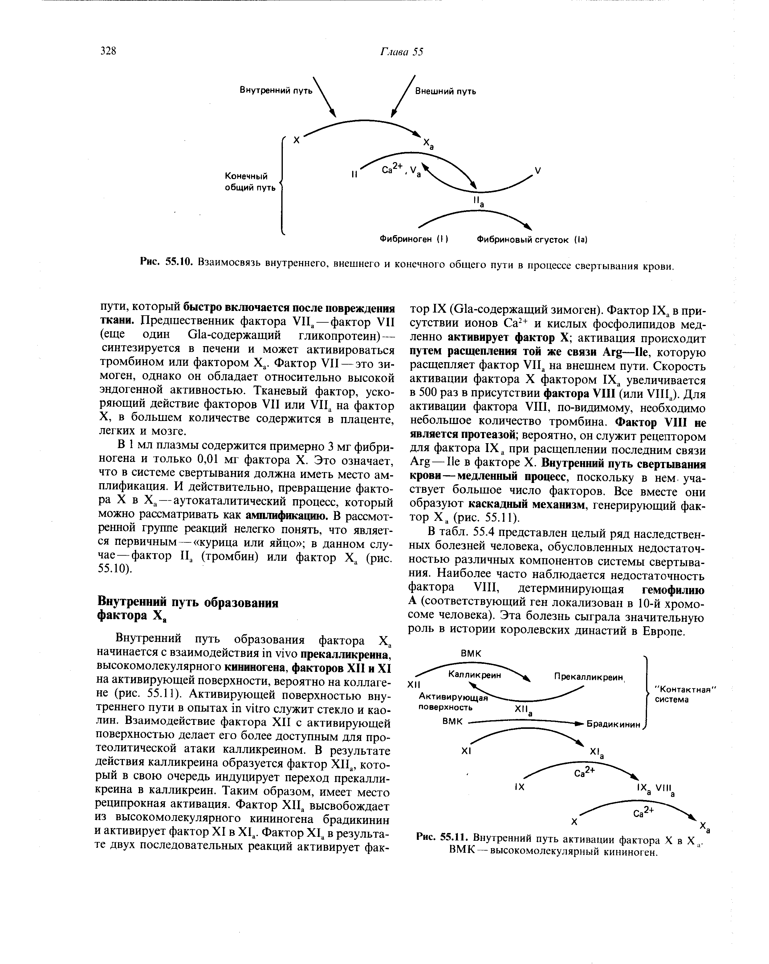 Рис. 55.10. Взаимосвязь внутреннего, внешнего и конечного общего пути в процессе свертывания крови.