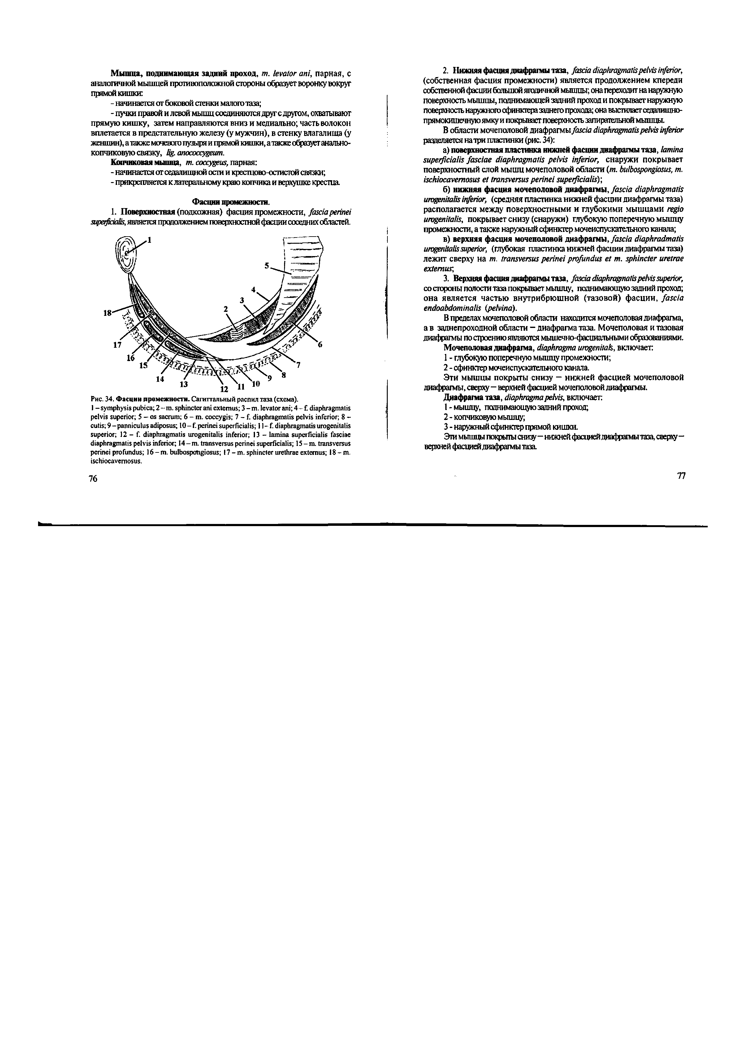 Рис. 34. Фасции промежности. Сагиттальный распил таза (схема).