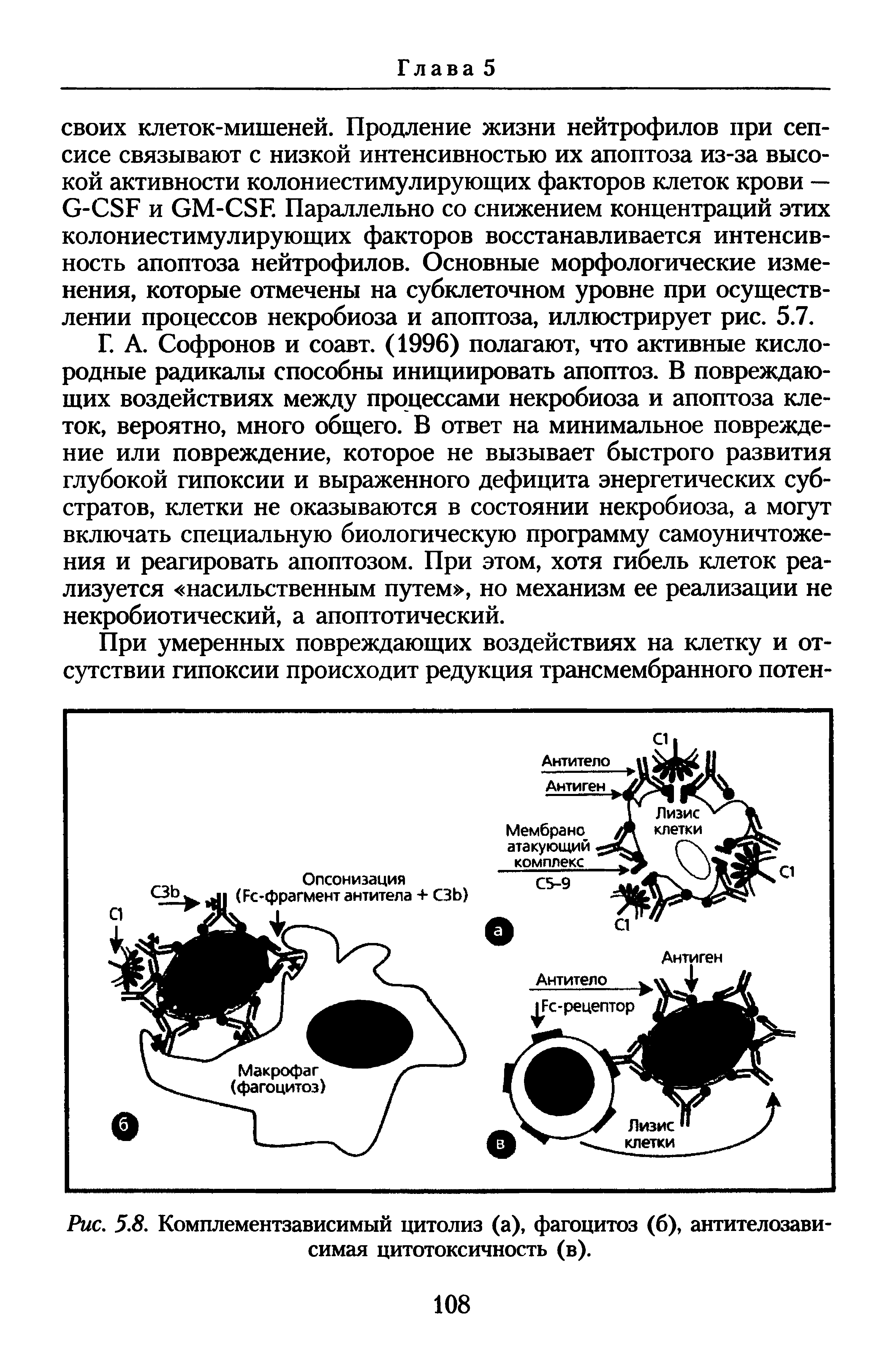 Рис. 5.8. Комплементзависимый цитолиз (а), фагоцитоз (б), антителозави симая цитотоксичность (в).