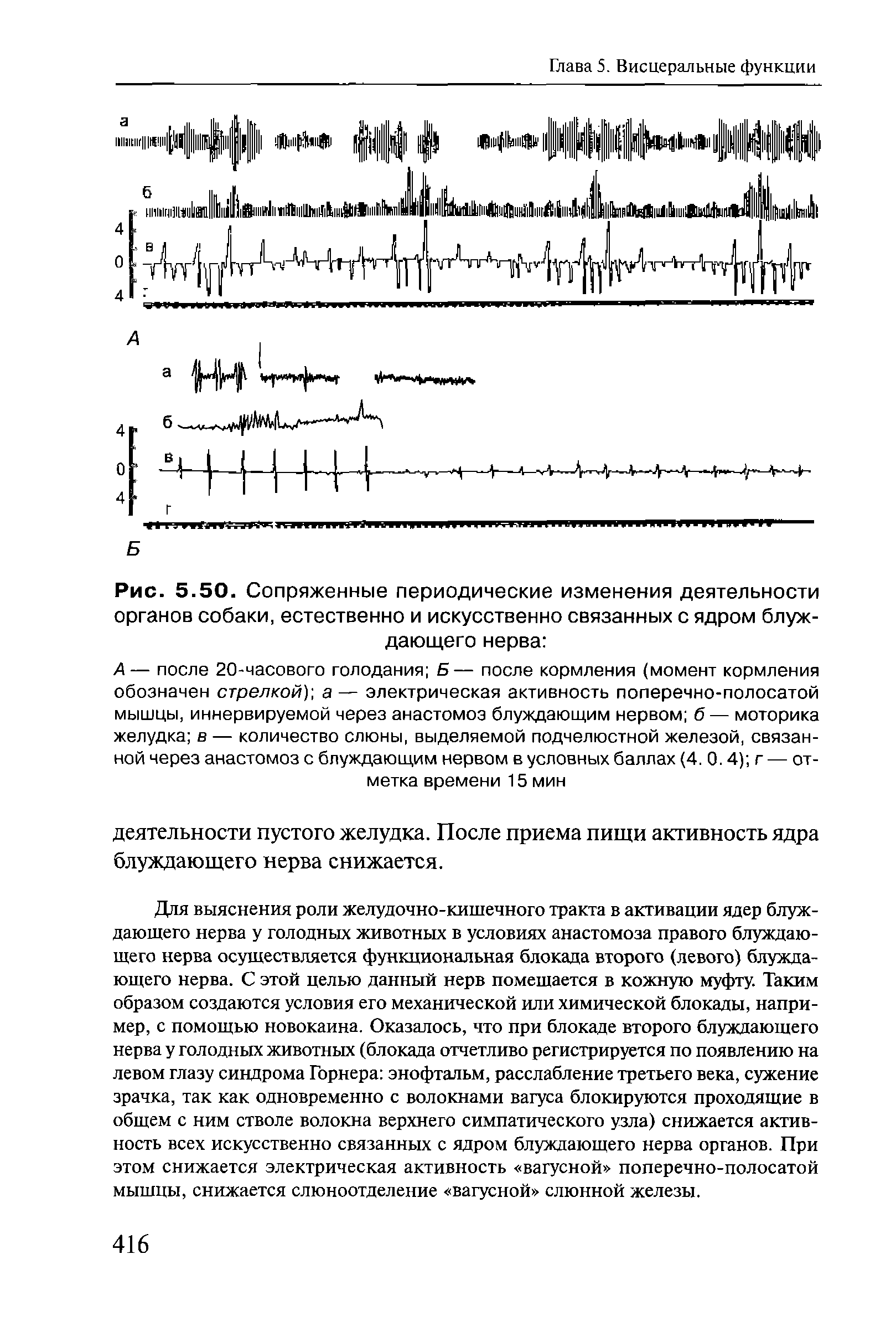 Рис. 5.50. Сопряженные периодические изменения деятельности органов собаки, естественно и искусственно связанных с ядром блуждающего нерва ...