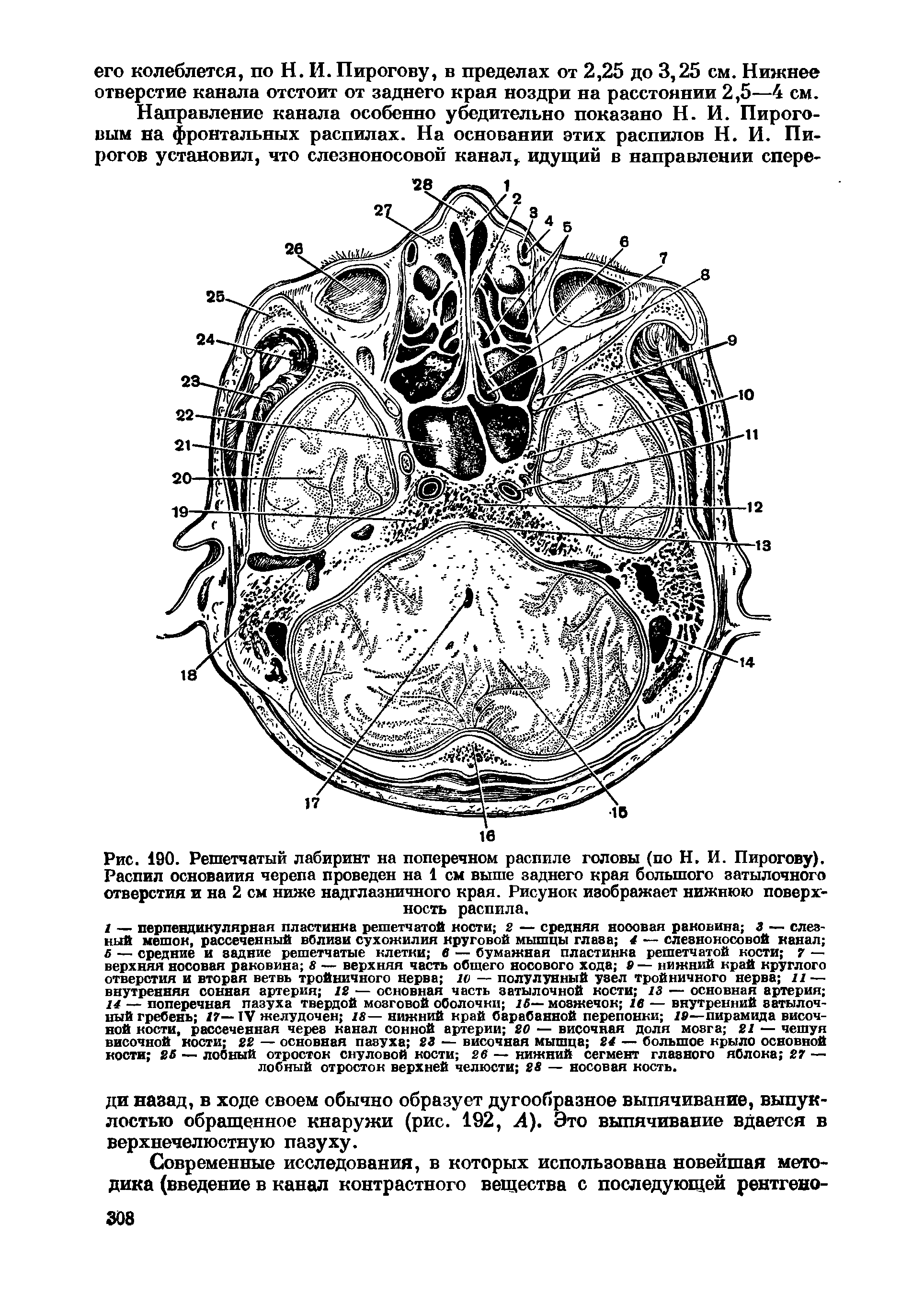 Рис. 190. Решетчатый лабиринт на поперечном распиле головы (по Н. И. Пирогову). Распил основания черепа проведен на 1 см выше заднего края большого затылочного отверстия и на 2 см ниже надглазничного края. Рисунок изображает нижнюю поверхность распила.