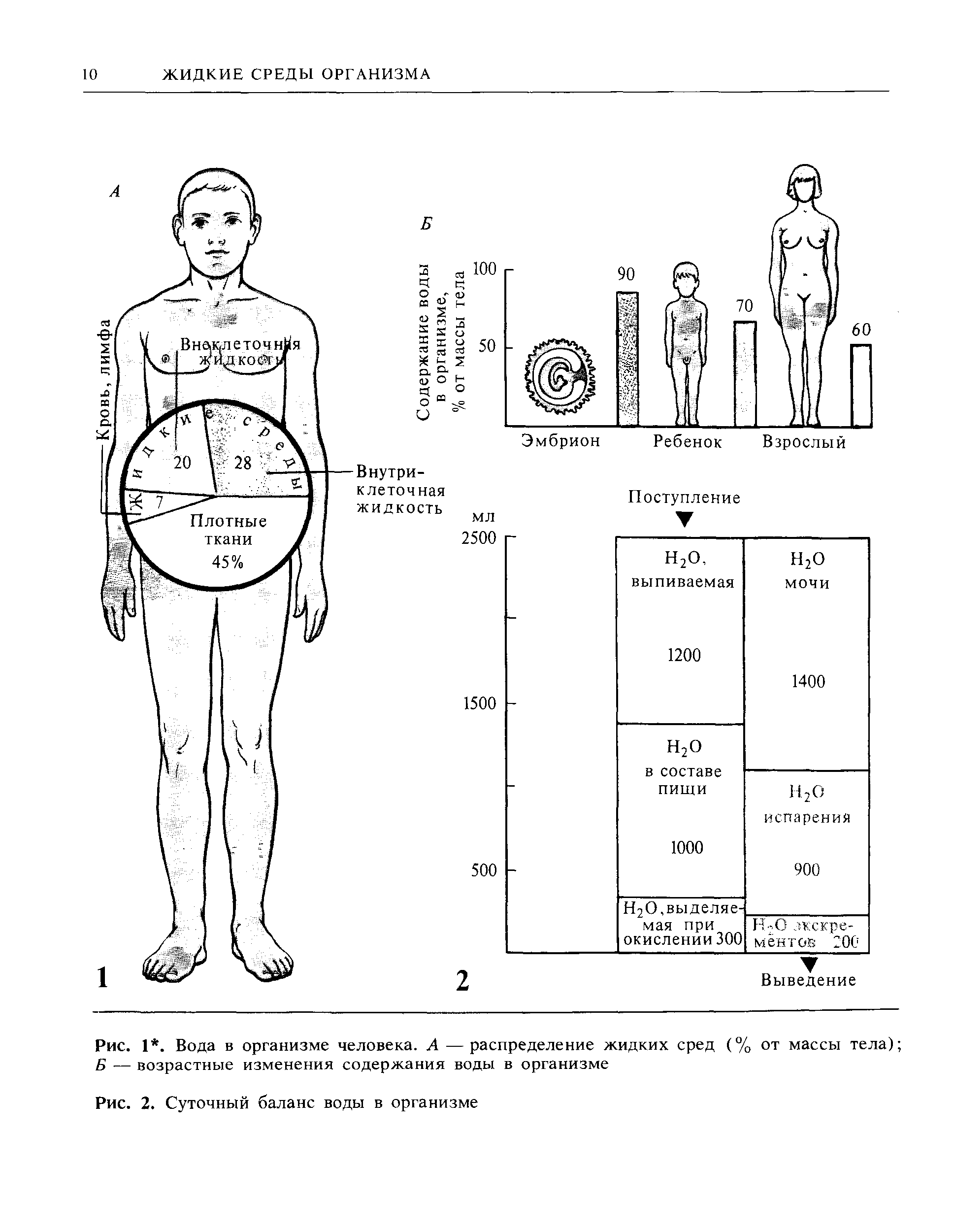 Рис. 1. Вода в организме человека. А — распределение жидких сред (% от массы тела) Б — возрастные изменения содержания воды в организме...
