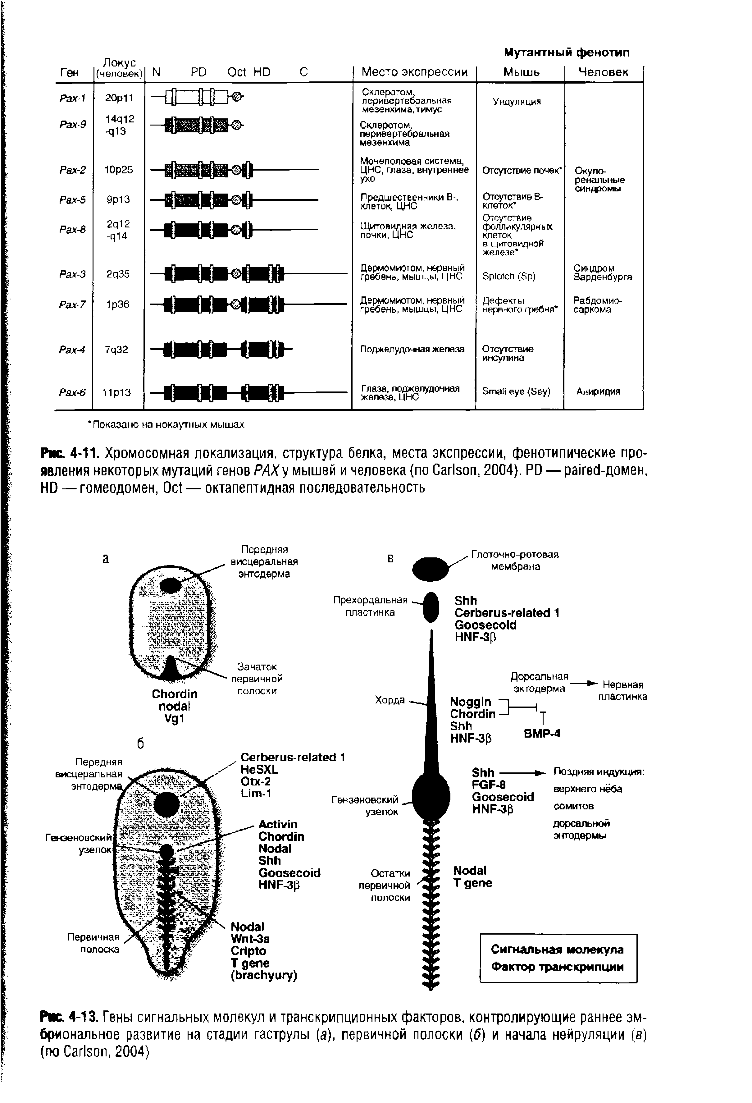 Рис. 4-11. Хромосомная локализация, структура белка, места экспрессии, фенотипические проявления некоторых мутаций генов РАХу мышей и человека (по C , 2004). PD — -домен, HD — гомеодомен, O — октапептидная последовательность...