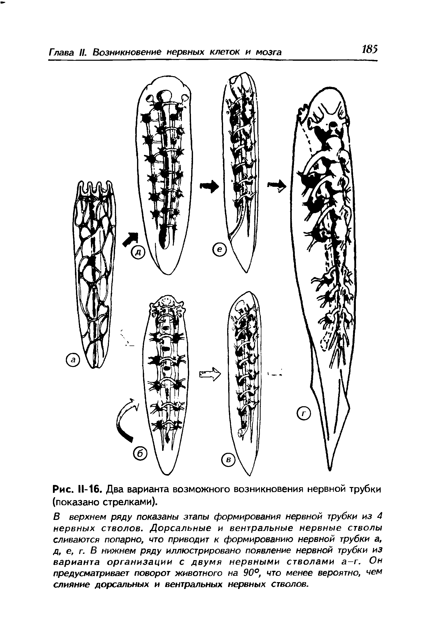 Рис. 11-16. Два варианта возможного возникновения нервной трубки (показано стрелками).