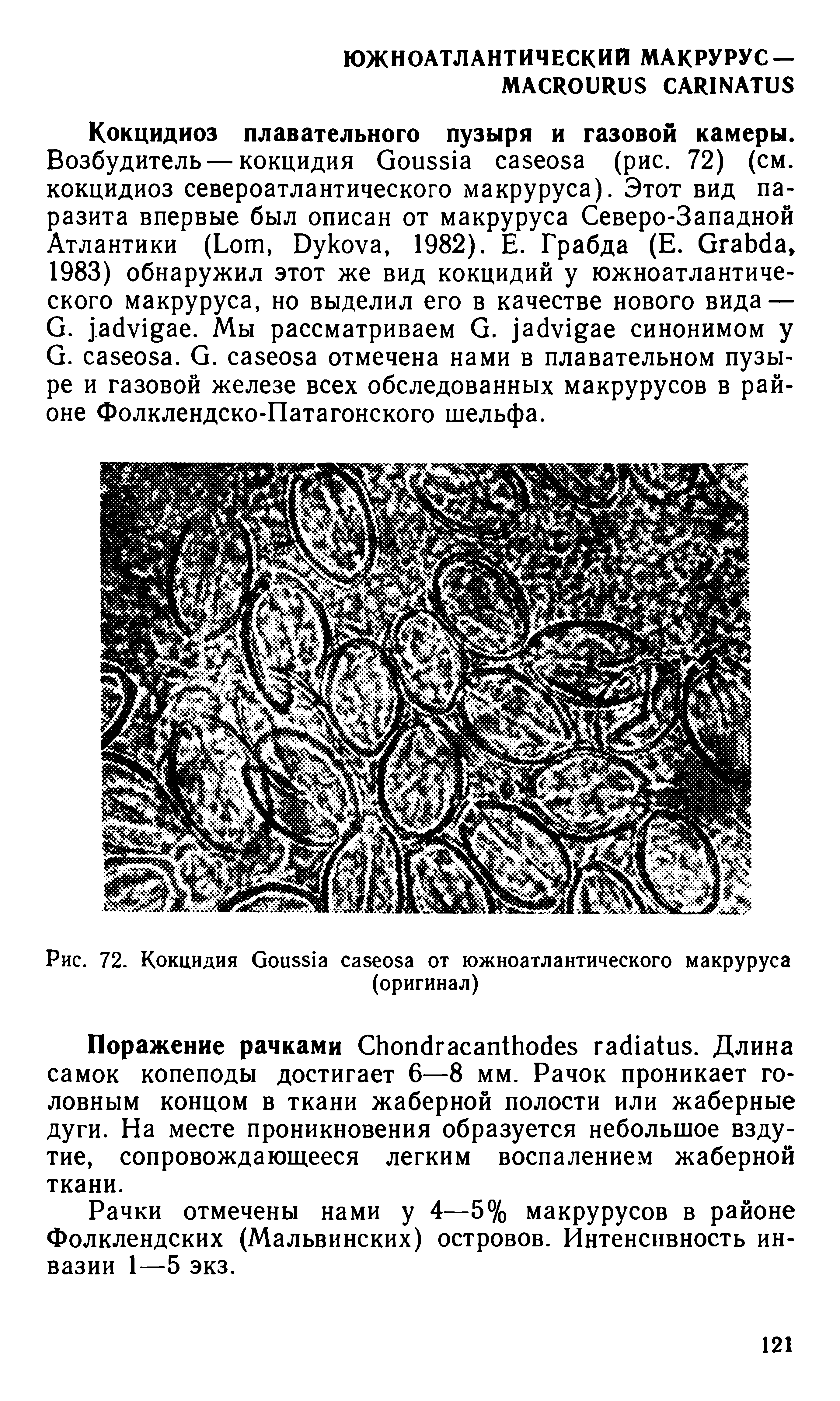 Рис. 72. Кокцидия G от южноатлантического макруруса (оригинал)...