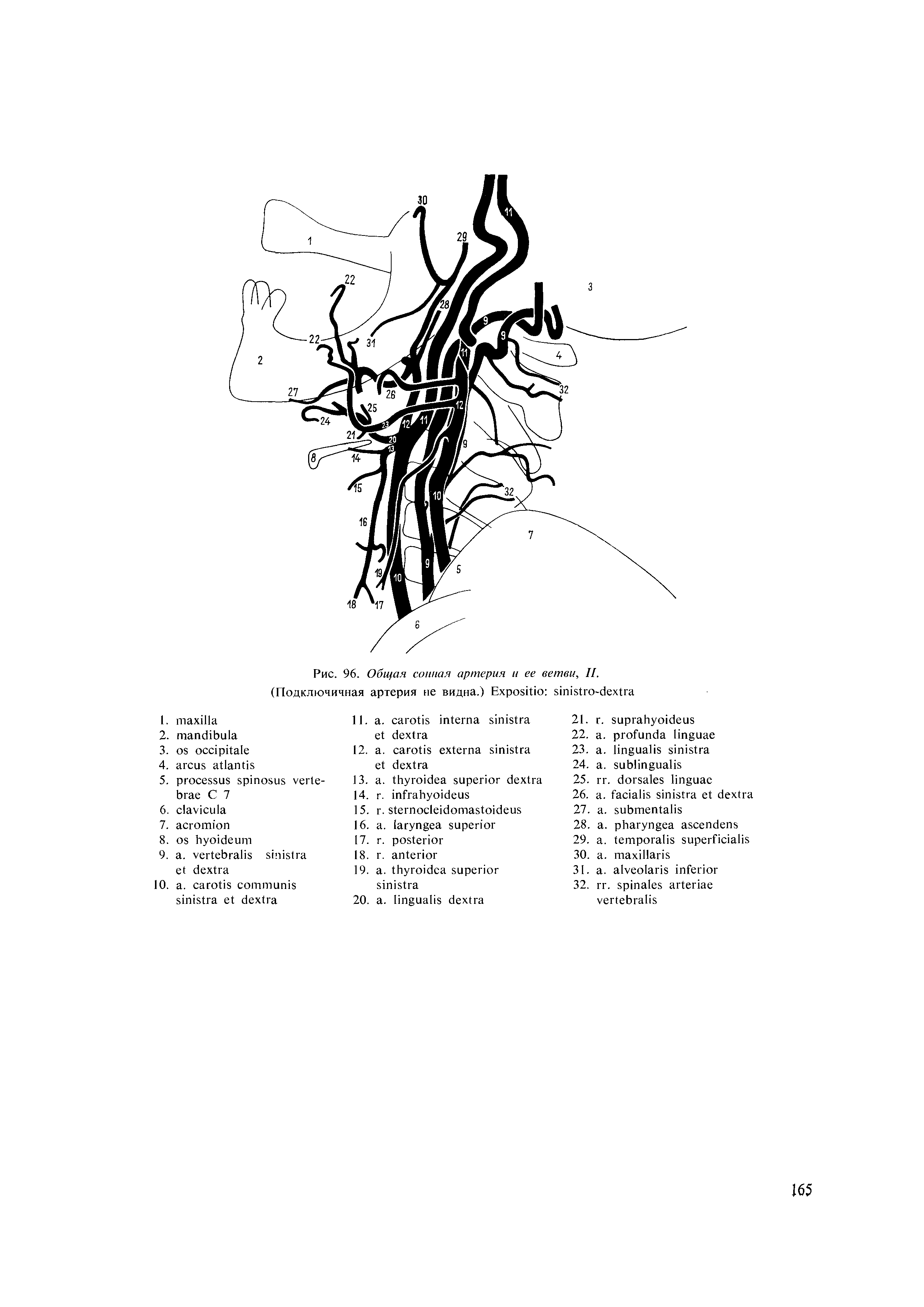 Рис. 96. Общая сонная артерия и ее ветви, II. (Подключичная артерия не видна.) Ехроэйю вплзио-дехиа...