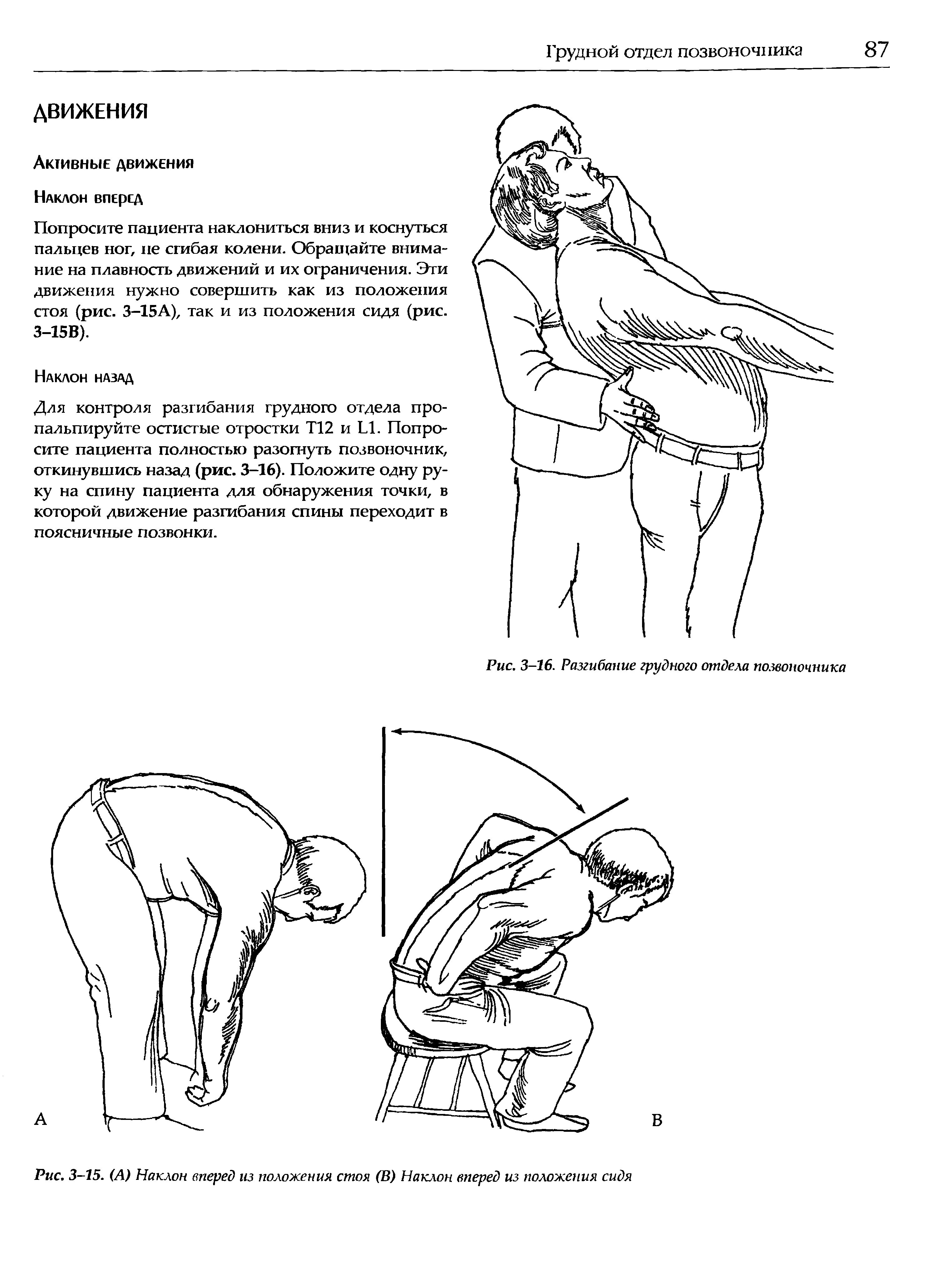 Рис. 3-15. (А) Наклон вперед из положения стоя (В) Наклон вперед из положения сидя...