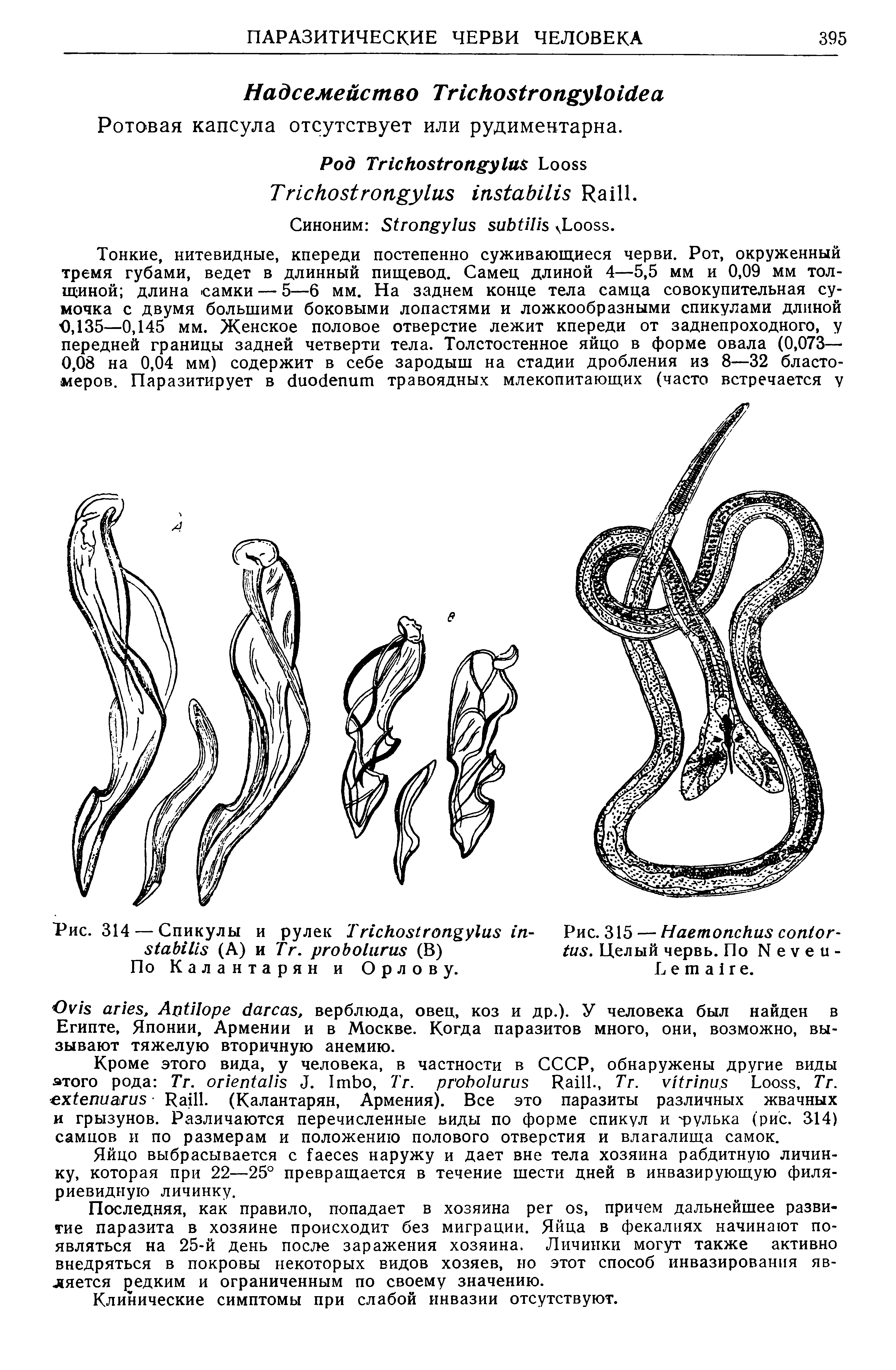 Рис. 314 — Спикулы и рулек T - Рис. 315 — H - (А) и T . (B) . Целый червь. По N -...