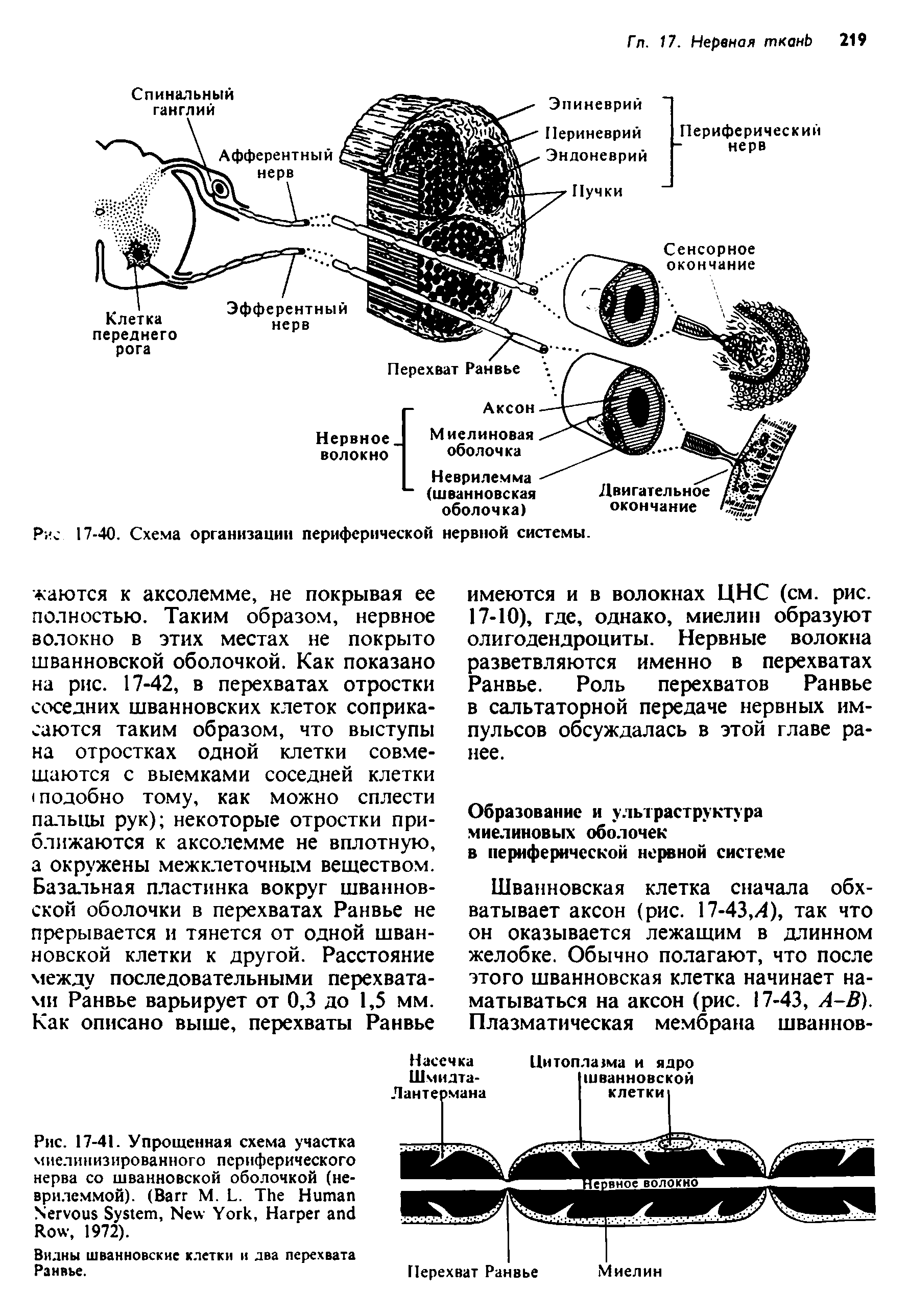 Рис. 17-41. Упрощенная схема участка миелинизированного периферического нерва со шванновской оболочкой (неврилеммой). (B М. L. T H N S , N Y , H R , 1972).