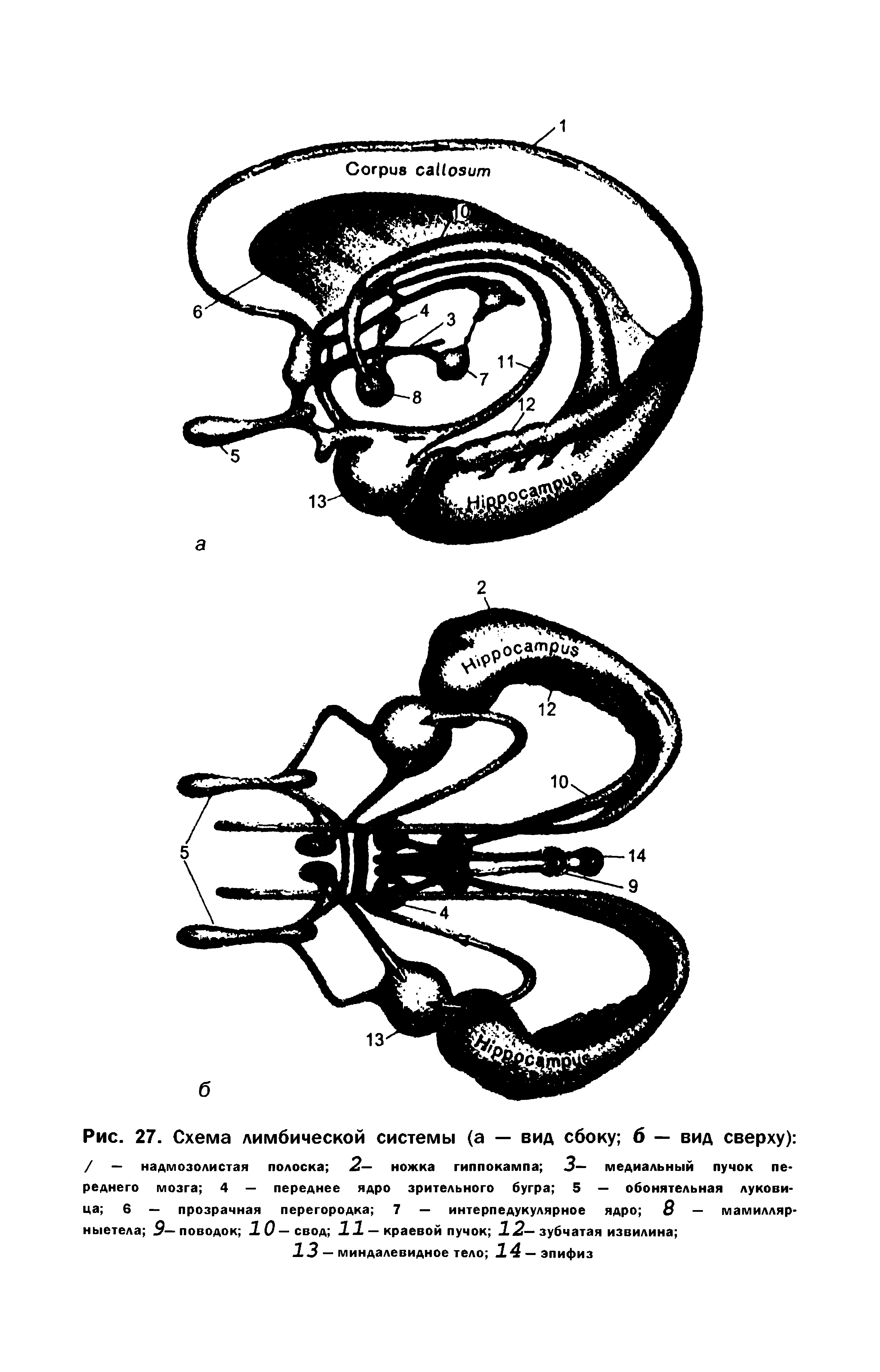 Рис. 27. Схема лимбической системы (а — вид сбоку 6 — вид сверху) / — надмозолистая полоска 2— ножка гиппокампа 3— медиальный пучок пе-реднего мозга 4 — переднее ядро зрительного бугра 5 — обонятельная лукови-...