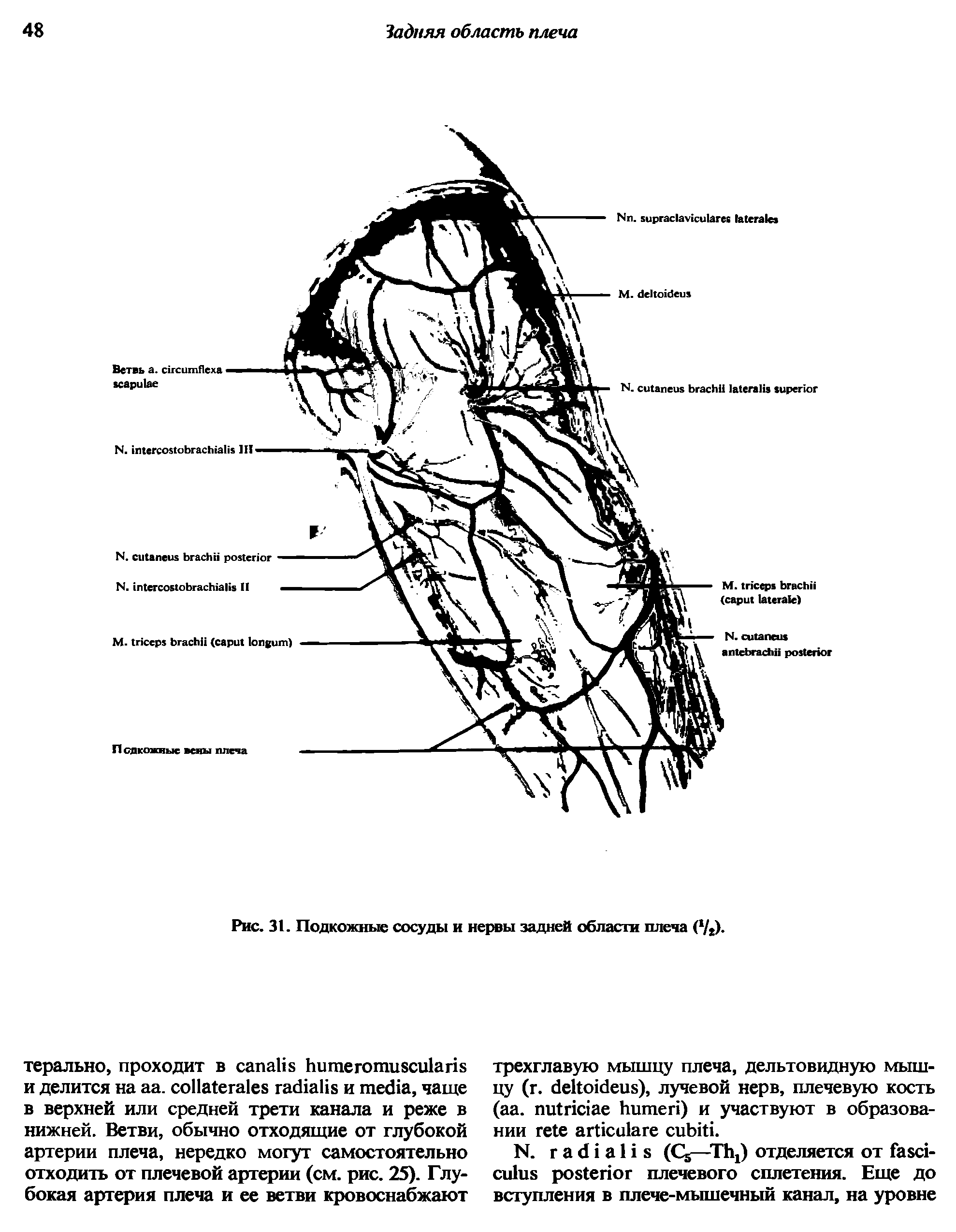 Рис. 31. Подкожные сосуды и нервы задней области плеча ( /2).