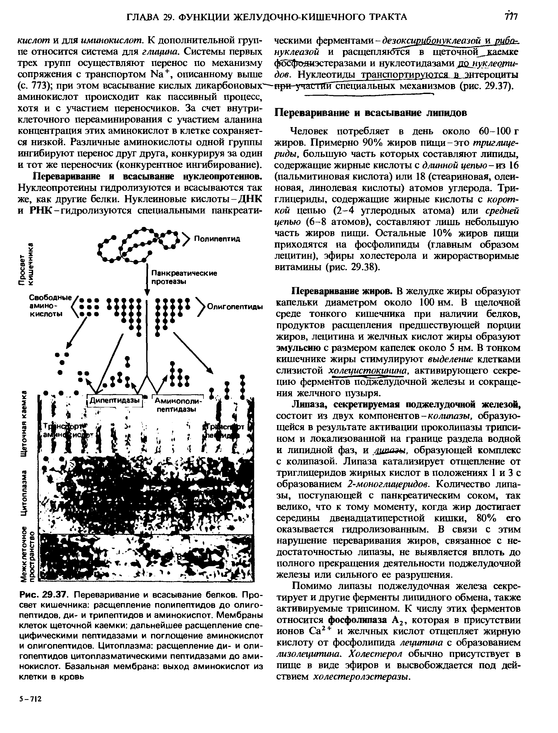 Рис. 29.37. Переваривание и всасывание белков. Просвет кишечника расщепление полипептидов до олигопептидов, ди- и трипептидов и аминокислот. Мембраны клеток щеточной каемки дальнейшее расщепление специфическими пептидазами и поглощение аминокислот и олигопептидов. Цитоплазма расщепление ди- и олигопептидов цитоплазматическими пептидазами до аминокислот. Базальная мембрана выход аминокислот из...