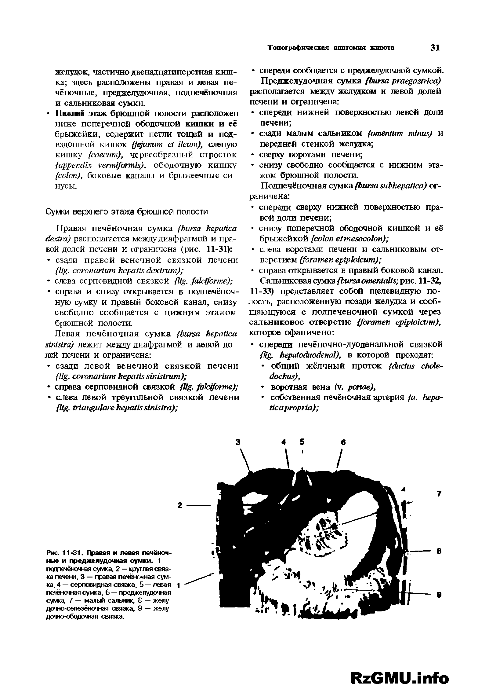 Рис. 11-31. Правая и левая печёночные и преджелудочная сумки. 1 — подпеченочная сумка. 2 — круглая связка печени, 3 — правая печёночная сумка, 4 — серповидная связка. 5 — левая печёночная сумка, 6 — преджелудочная сумка, 7 — малый сальник, 8 — желудочно-селезёночная связка, 9 — желу-доч-ю-ободочная связка.