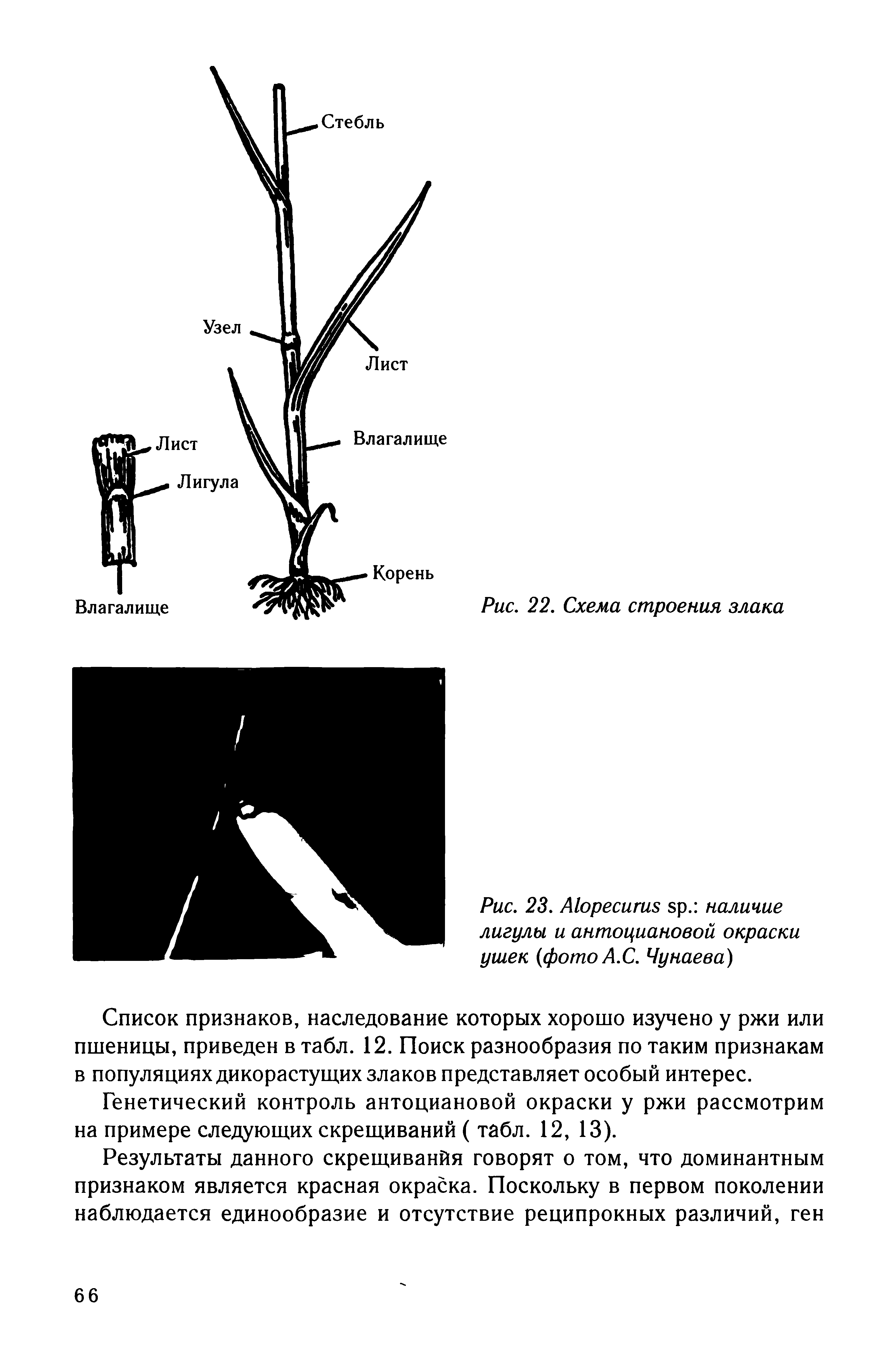 Рис. 23. А1оресигиБ Бр. наличие лигулы и антоциановой окраски ушек (фотоА.С. Чунаева)...