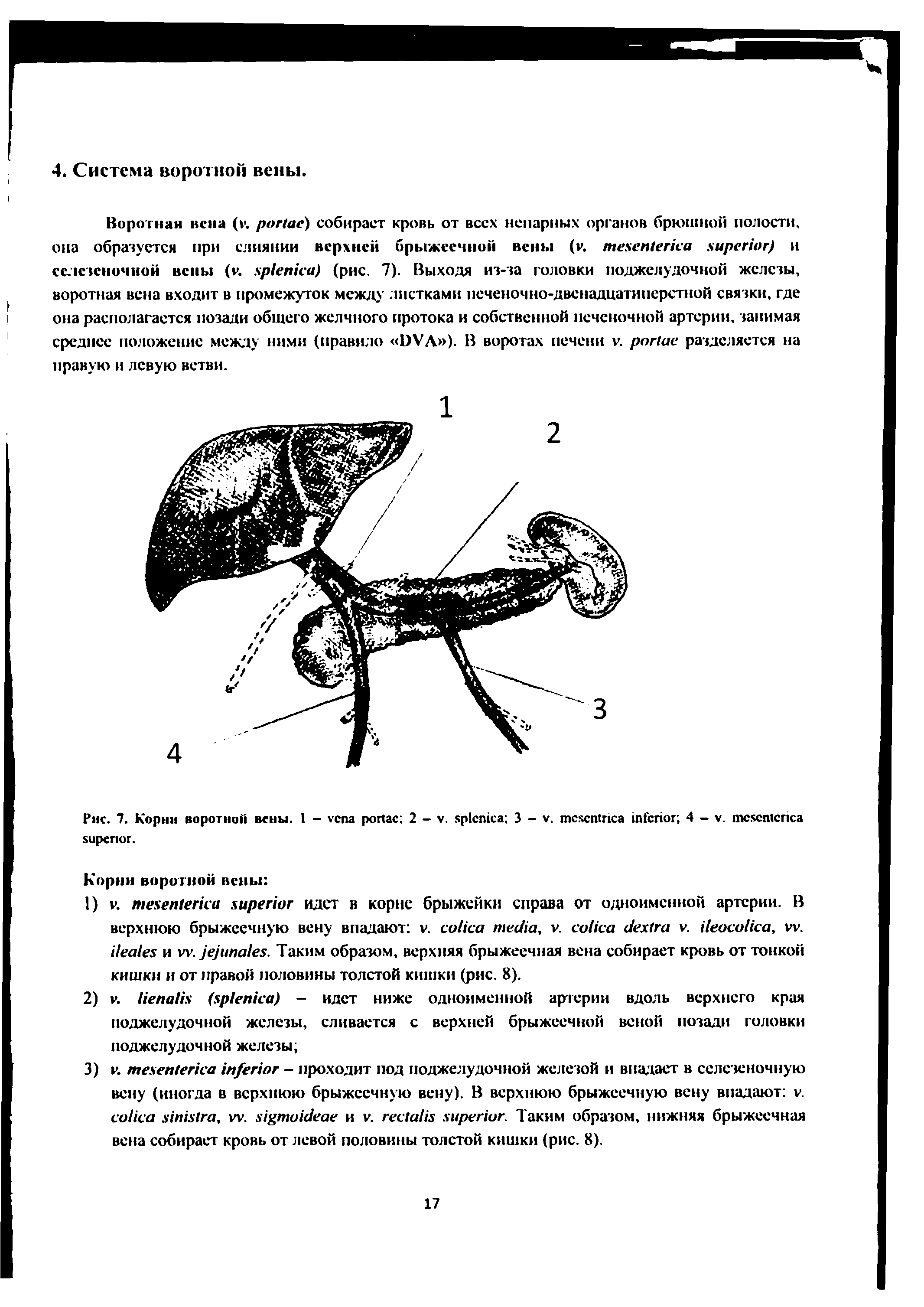 Рис. 7. Корни воротной вены. 1 - 2 - . 3 - . 4 - . .