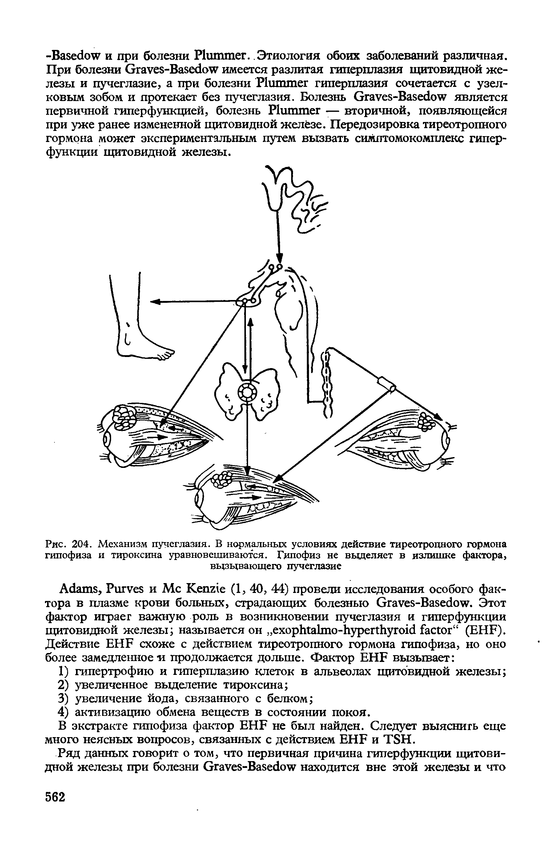 Рис. 204. Механизм пучеглазия. В нормальных условиях действие тиреотропного гормона гипофиза и тироксина уравновешиваются. Гипофиз не выделяет в излишке фактора, вызывающего пучеглазие...