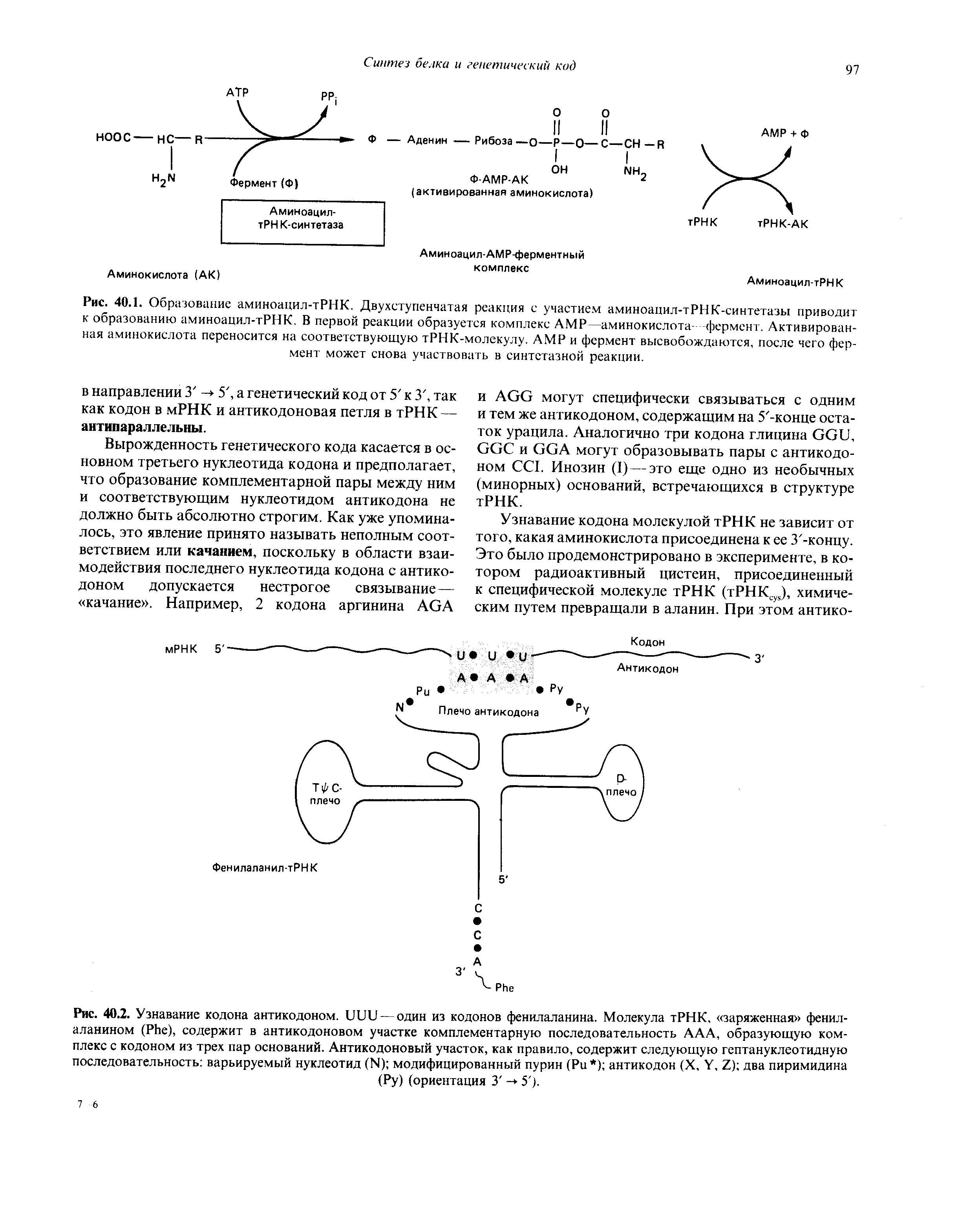 Рис. 40.2. Узнавание кодона антикодоном, иии — один из кодонов фенилаланина. Молекула тРНК, заряженная фенилаланином (РЬе), содержит в антикодоновом участке комплементарную последовательность ААА, образующую комплекс с кодоном из трех пар оснований. Антикодоновый участок, как правило, содержит следующую гептануклеотидную последовательность варьируемый нуклеотид (14) модифицированный пурин (Ри ) антикодон (X, У. 7) два пиримидина (Ру) (ориентация 3 -+ 5 ).