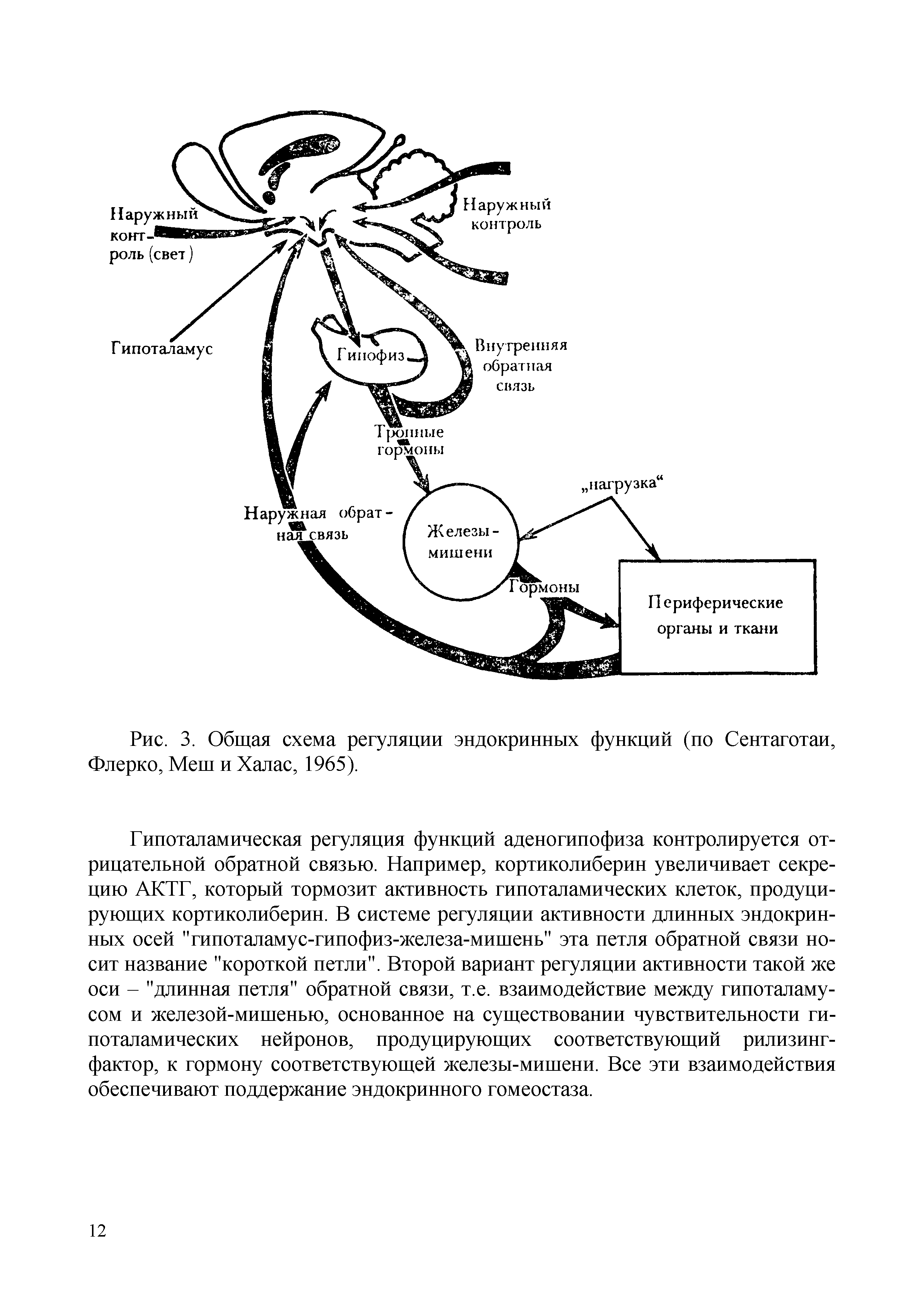 Рис. 3. Общая схема регуляции эндокринных функций (по Сентаготаи, Флерко, Меш и Халас, 1965).