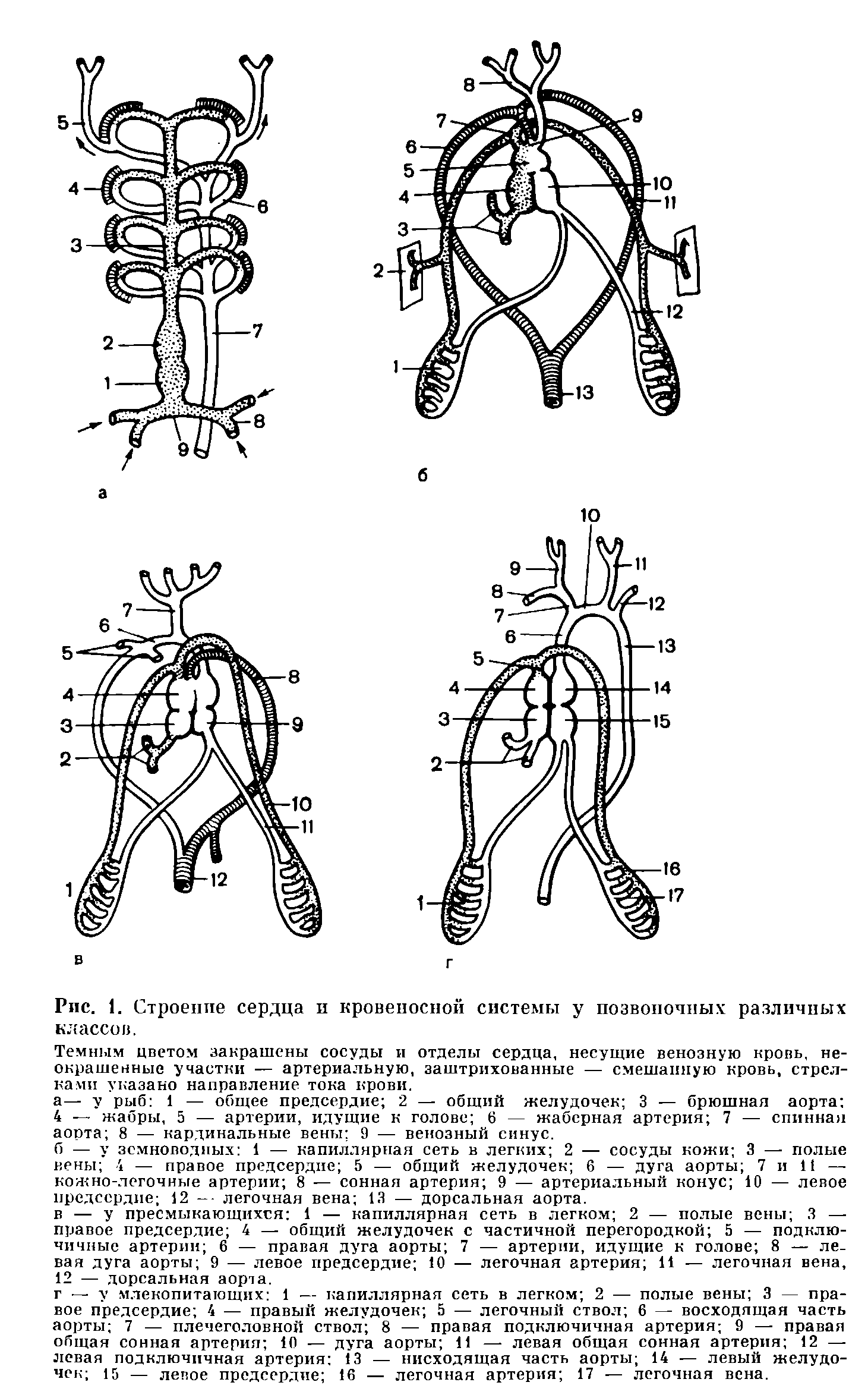 Рис. 1. Строение сердца и кровеносной системы у позвоночных различных классов.