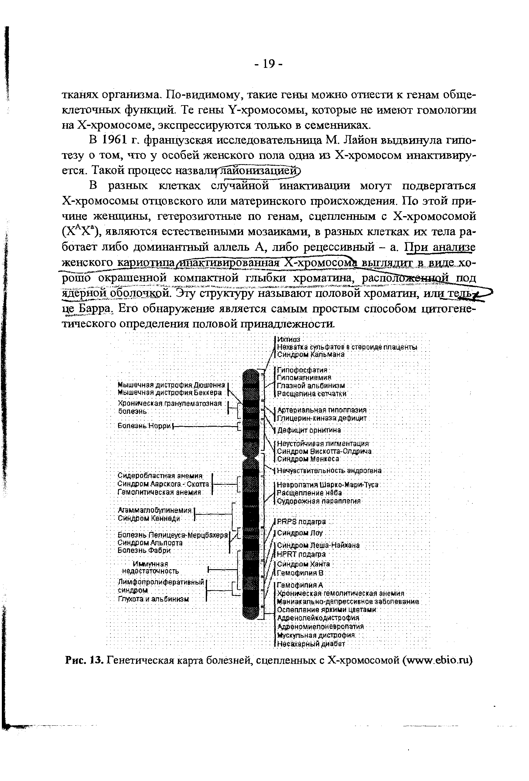 Рис. 13. Генетическая карта болезней, сцепленных с Х-хромосомой ( . . )...