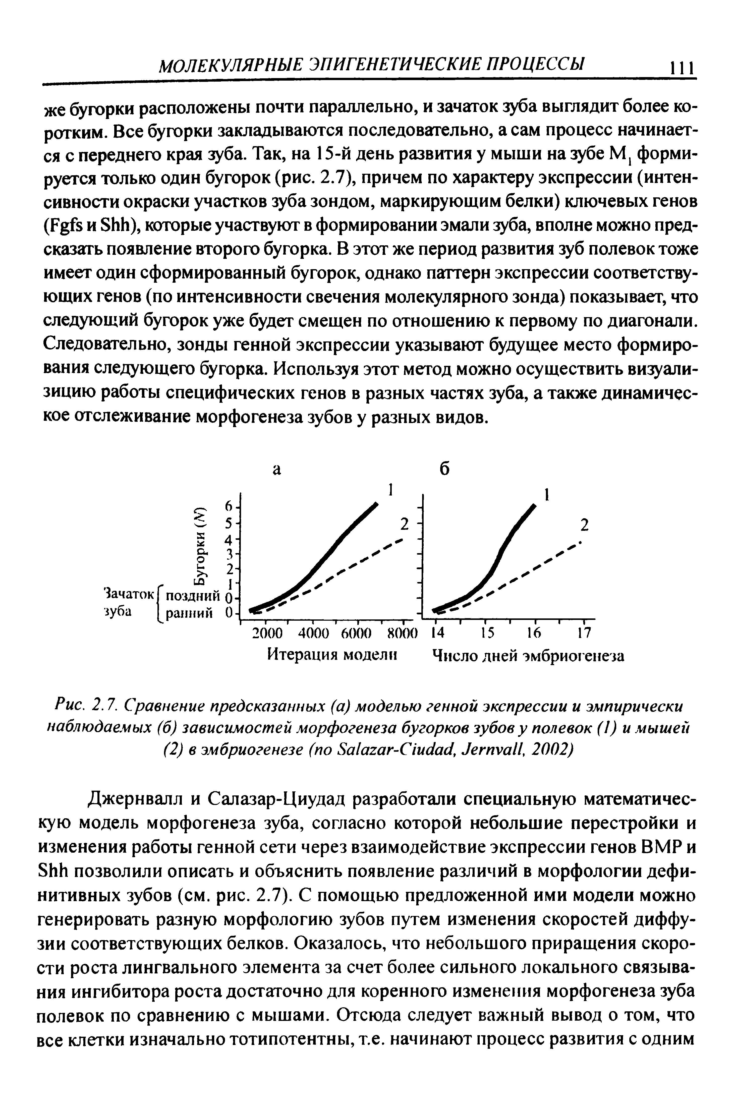 Рис. 2.7. Сравнение предсказанных (а) моделью генной экспрессии и эмпирически наблюдаемых (б) зависимостей морфогенеза бугорков зубов у полевок (1) и мышей (2) в эмбриогенезе (по S -C , J , 2002)...