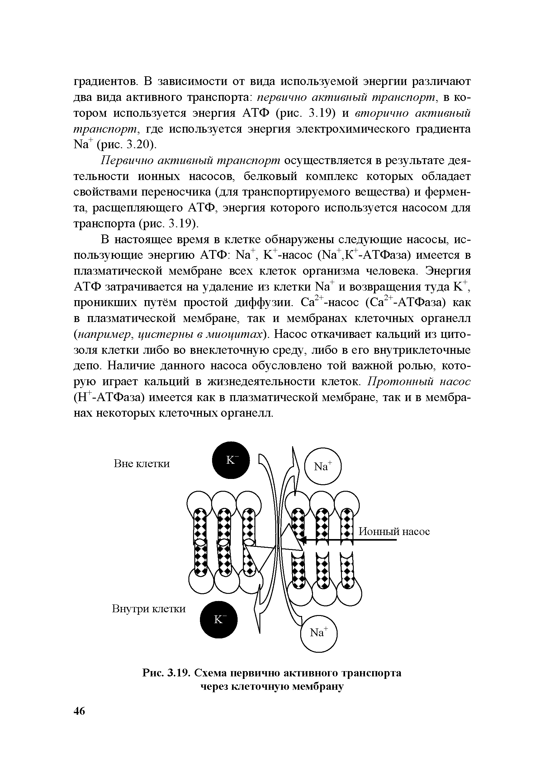 Рис. 3.19. Схема первично активного транспорта через клеточную мембрану...