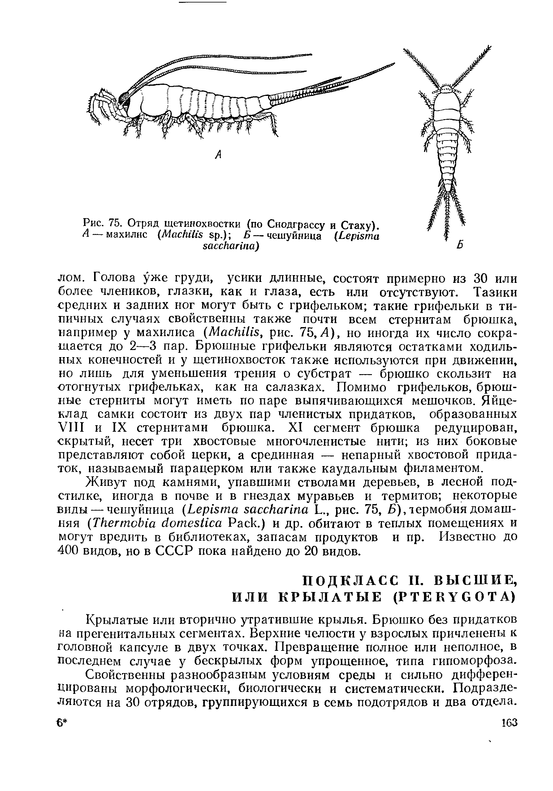 Рис. 75. Отряд щетинохвостки (по Снодграссу и Стаху). А — махилнс (M .) Б — чешуйница (L )...