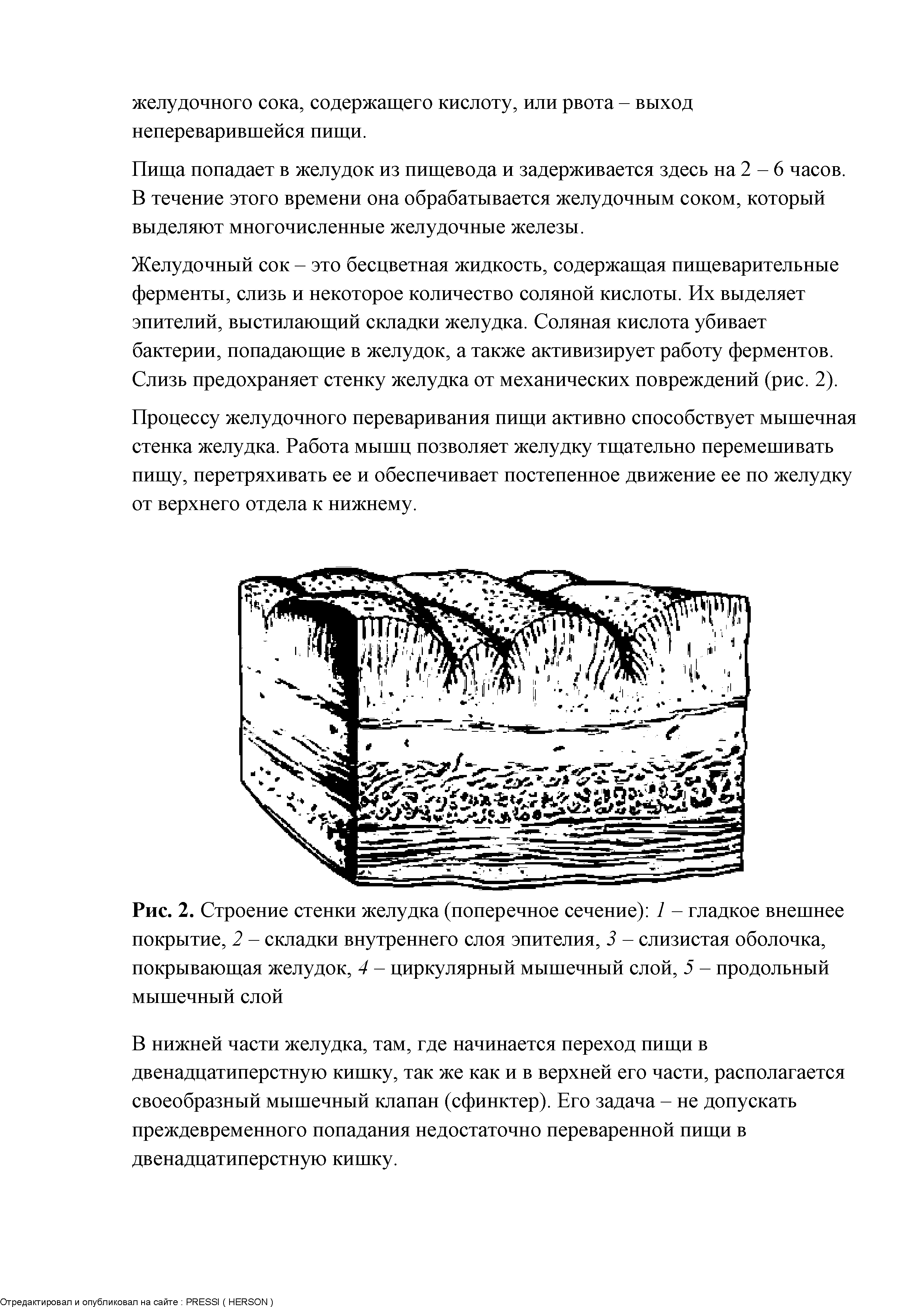 Рис. 2. Строение стенки желудка (поперечное сечение) 1 - гладкое внешнее покрытие, 2 - складки внутреннего слоя эпителия, 3 - слизистая оболочка, покрывающая желудок, 4 - циркулярный мышечный слой, 5 - продольный мышечный слой...