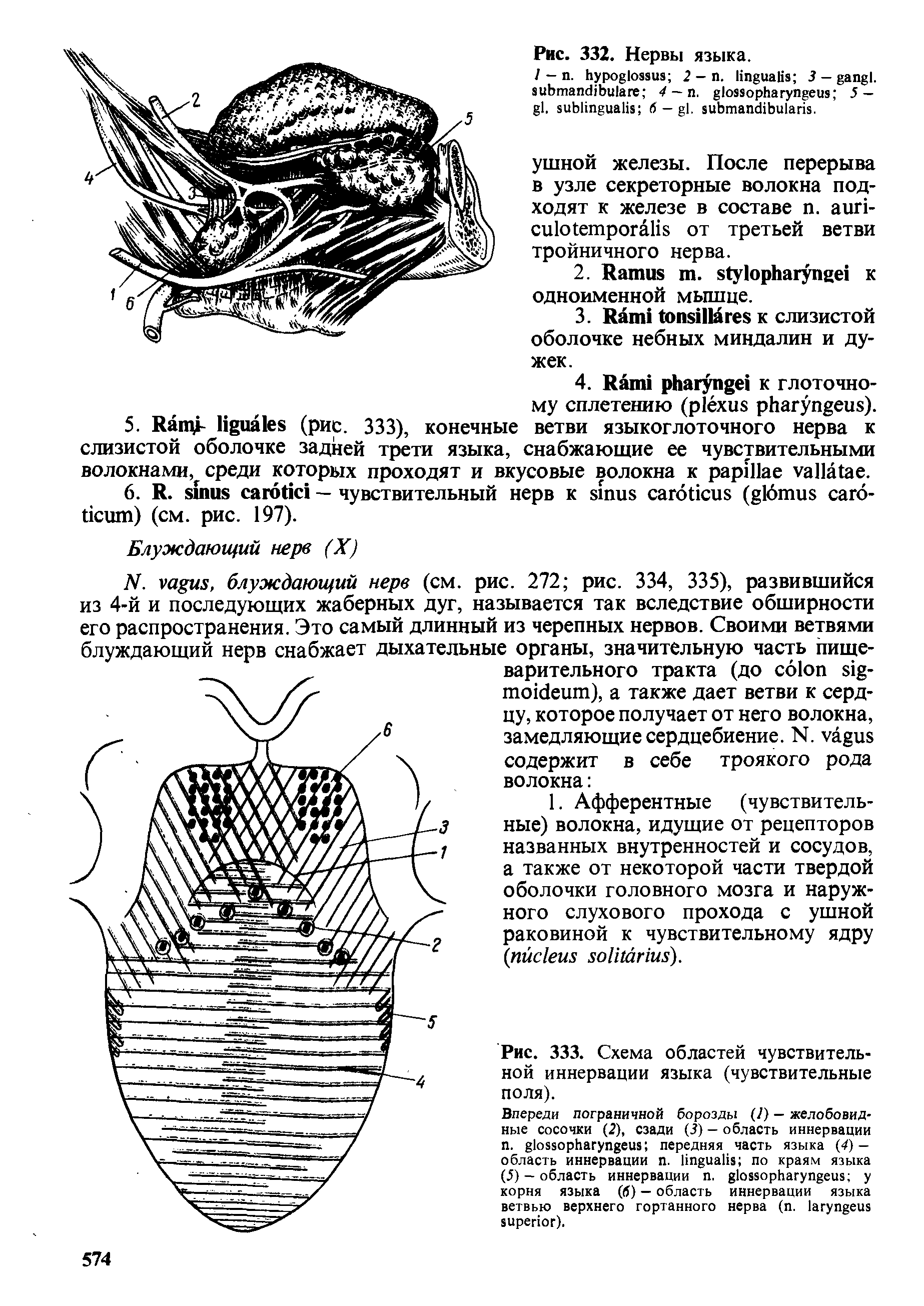 Рис. 333. Схема областей чувствительной иннервации языка (чувствительные поля).