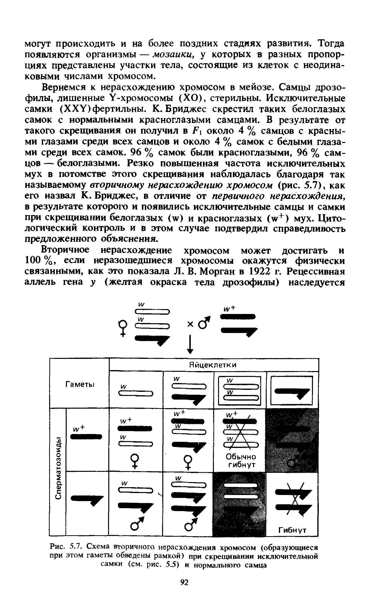 Рис. 5.7. Схема вторичного нерасхождения хромосом (образующиеся при этом гаметы обведены рамкой) при скрещивании исключительной самки (см. рис. 5.5) и нормального самца...