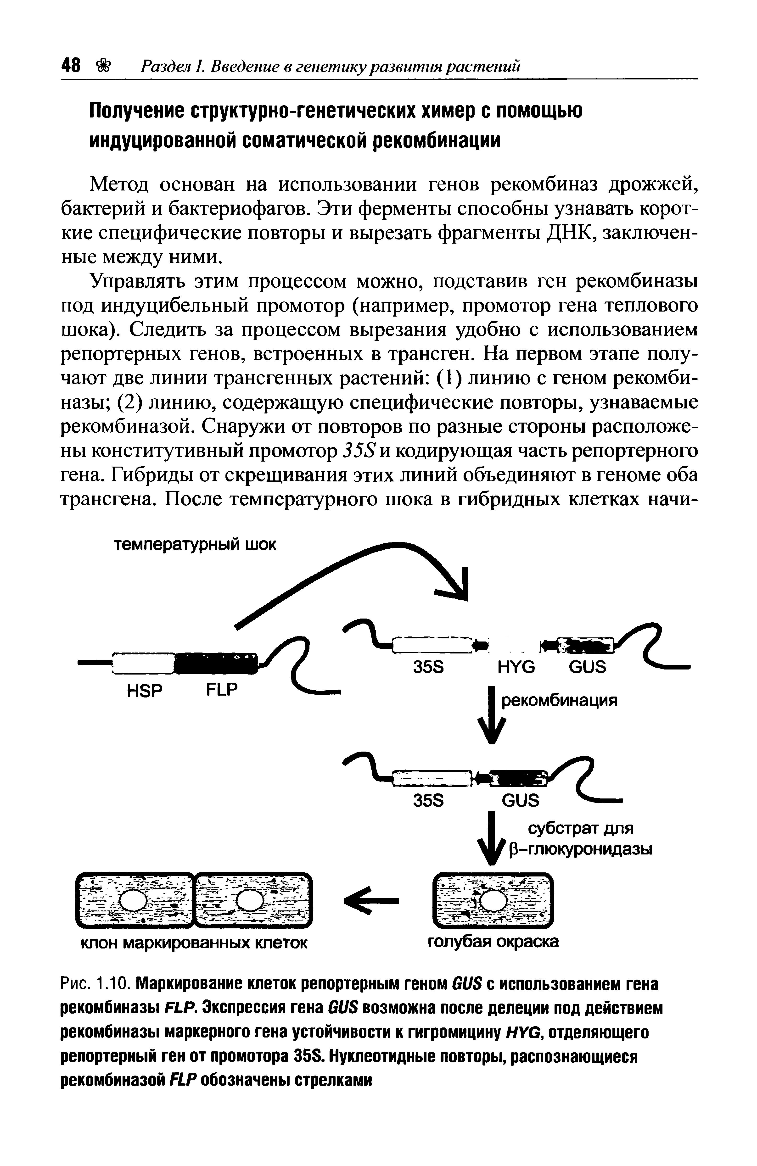 Рис. 1.10. Маркирование клеток репортерным геном GUS с использованием гена рекомбиназы FLP. Экспрессия гена GUS возможна после делеции под действием рекомбиназы маркерного гена устойчивости к гигромицину HYG, отделяющего репортерный ген от промотора 35S. Нуклеотидные повторы, распознающиеся рекомбиназой FLP обозначены стрелками...