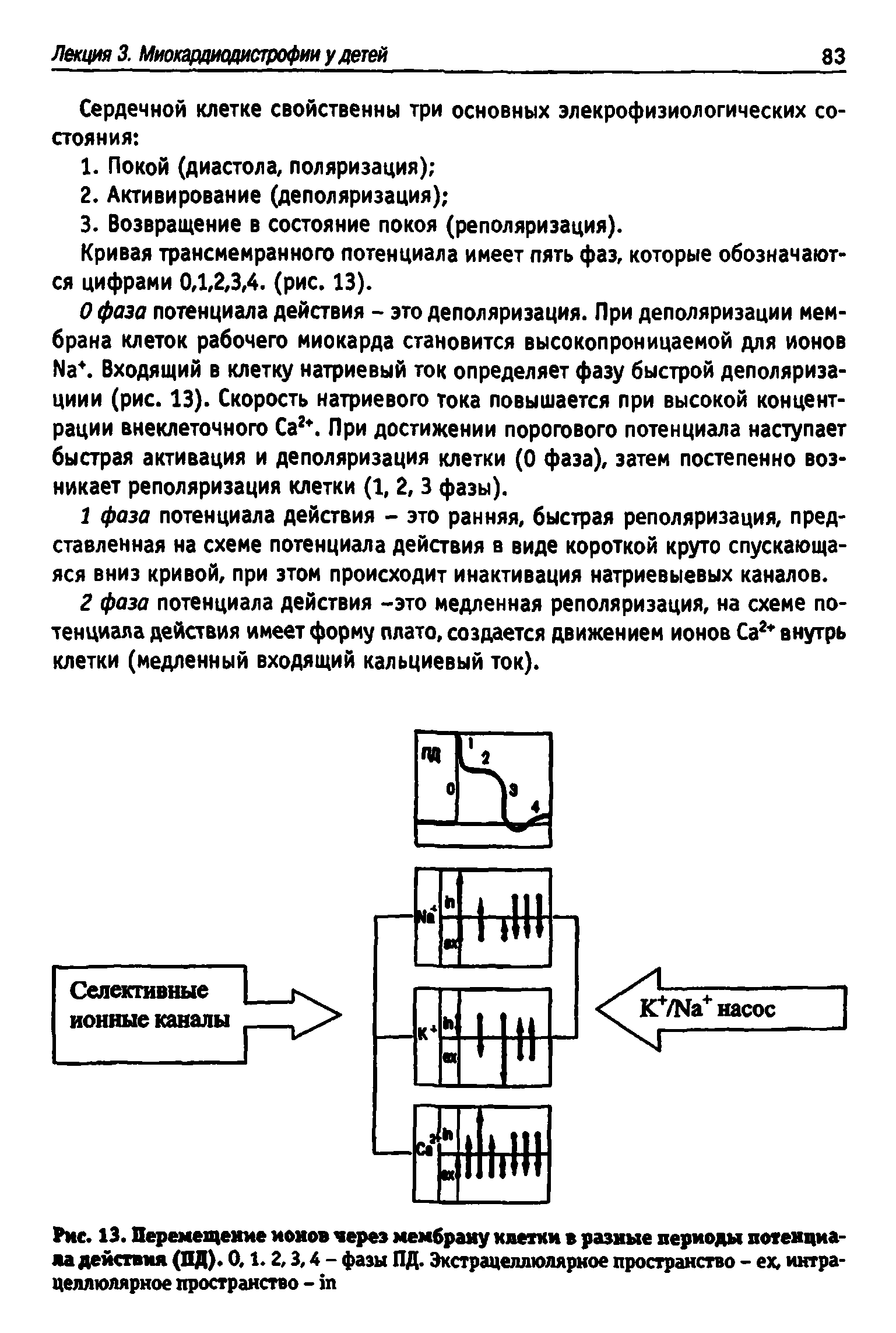 Рис. 13. Перемещение ионов через мембрану клетки в разные периоды потенциала действия (ПД). 0.1.2,3,4 - фазы ПД. Экстрацеллюлярное пространство - ех, интра-целлюлярное пространство - т...