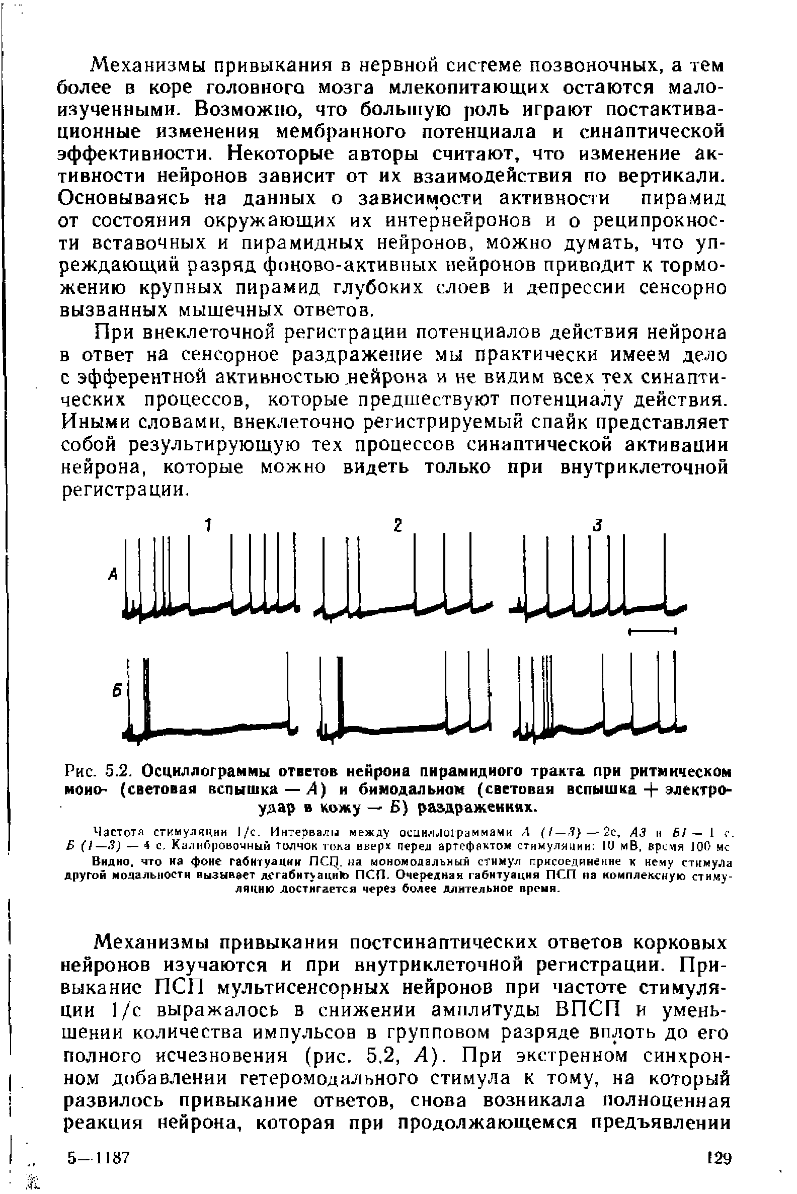 Рис. 5.2. Осциллограммы ответов нейрона пирамидного тракта при ритмическом моно- (световая вспышка —4) и бимодальном (световая вспышка + электроудар в кожу — Б) раздражениях.