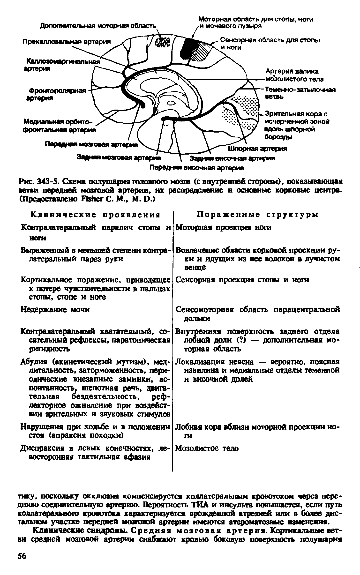 Рис. 343-5. Схема полушария головного мозга (с внутренней стороны), показывающая ветви передней мозговой артерии, их распределение н основные корковые центра. (Предоставлено ПзЬег С. М., М. О.)...