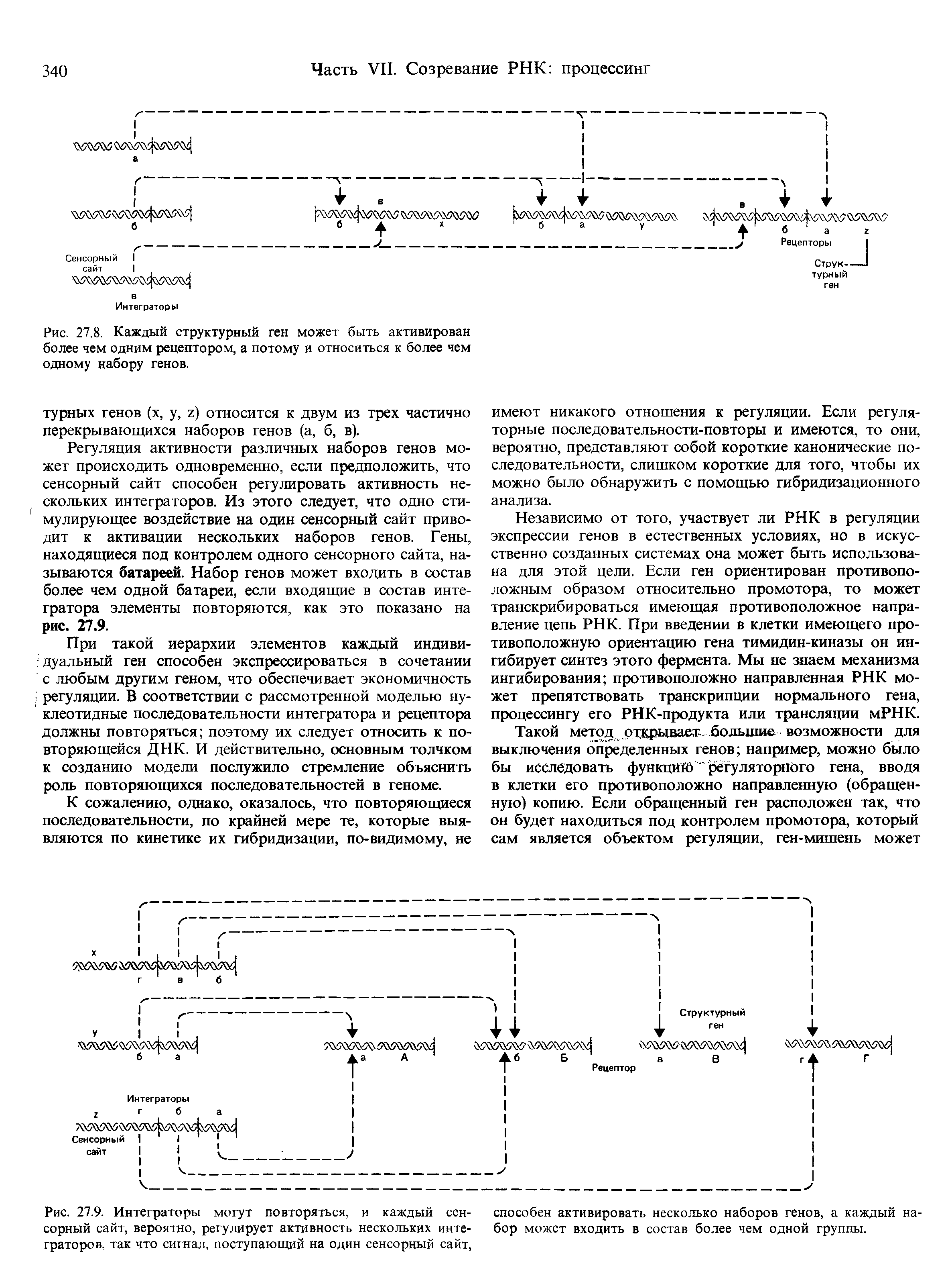 Рис. 27.9. Интеграторы могут повторяться, и каждый сен- способен активировать несколько наборов генов, а каждый на-сорный сайт, вероятно, регулирует активность нескольких инте- бор может входить в состав более чем одной группы, граторов, так что сигнал, поступающий на один сенсорный сайт,...