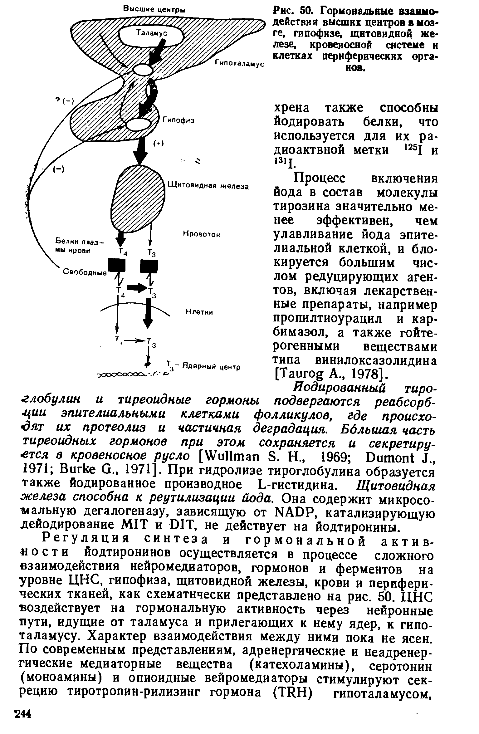 Рис. 50. Гормональные взаимодействия высших центров в мозге, гипофизе, щитовидной железе, кровеносной системе и клетках периферических органов.