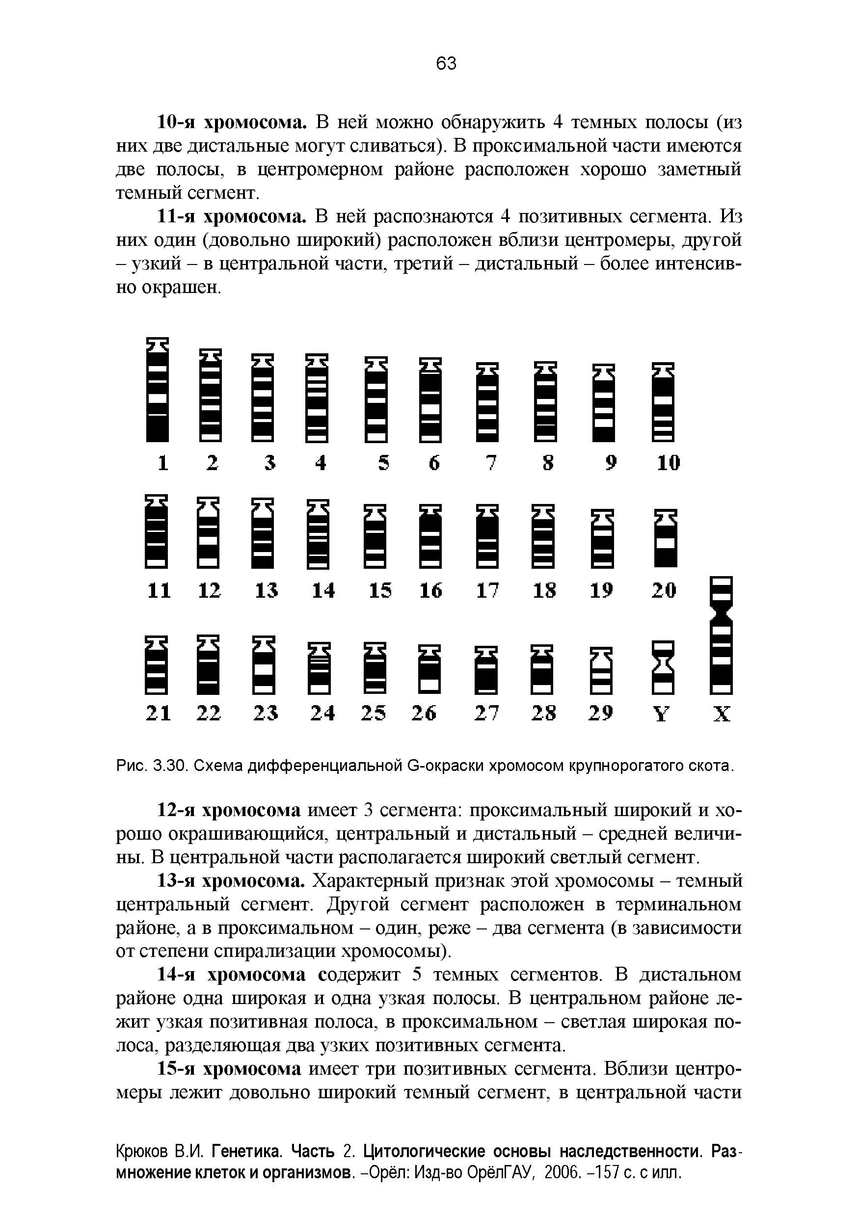 Рис. 3.30. Схема дифференциальной С-окраски хромосом крупнорогатого скота.