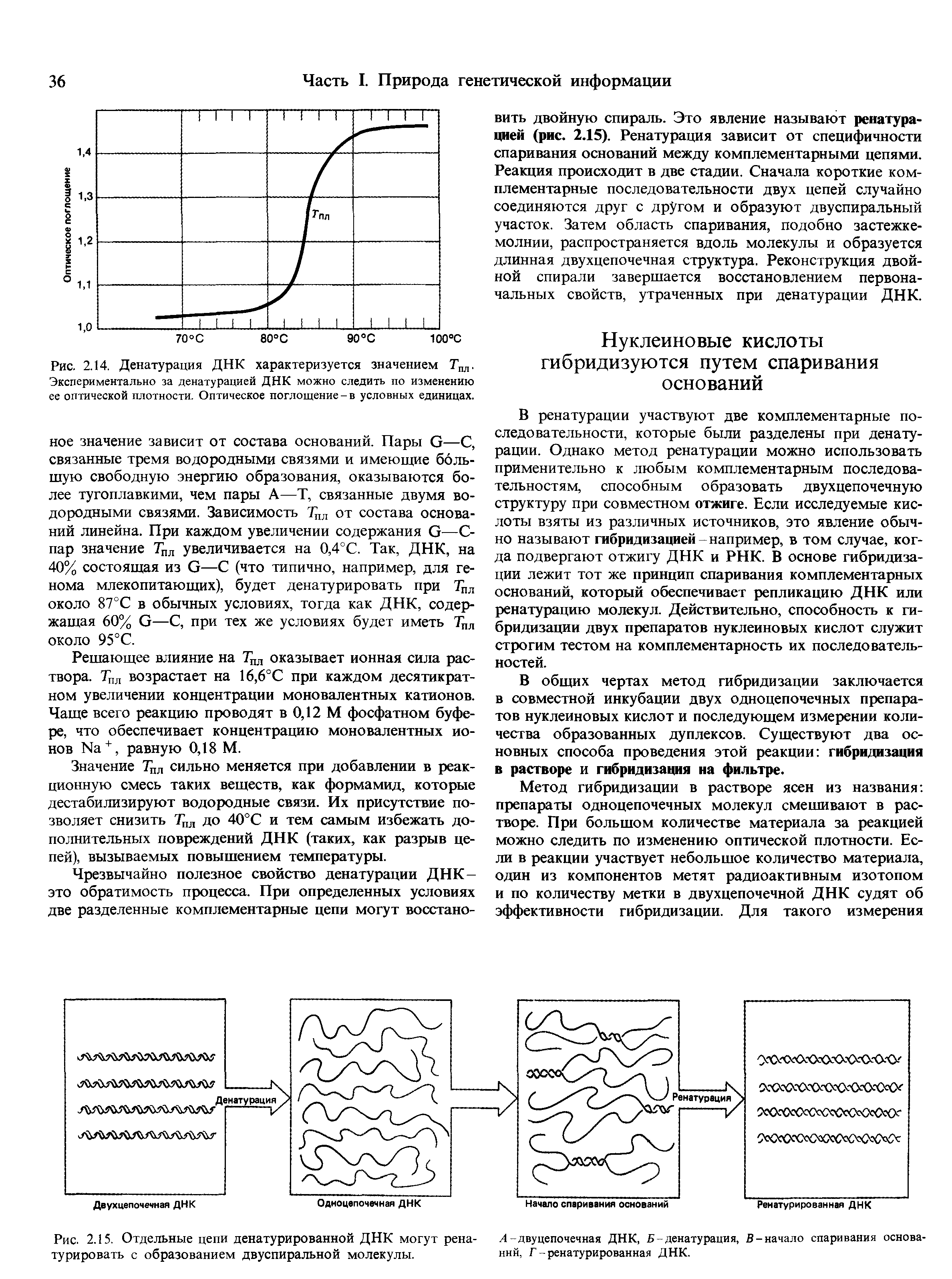 Рис. 2.14. Денатурация ДНК характеризуется значением Тпл. Экспериментально за денатурацией ДНК можно следить по изменению ее оптической плотности. Оптическое поглощение - в условных единицах.