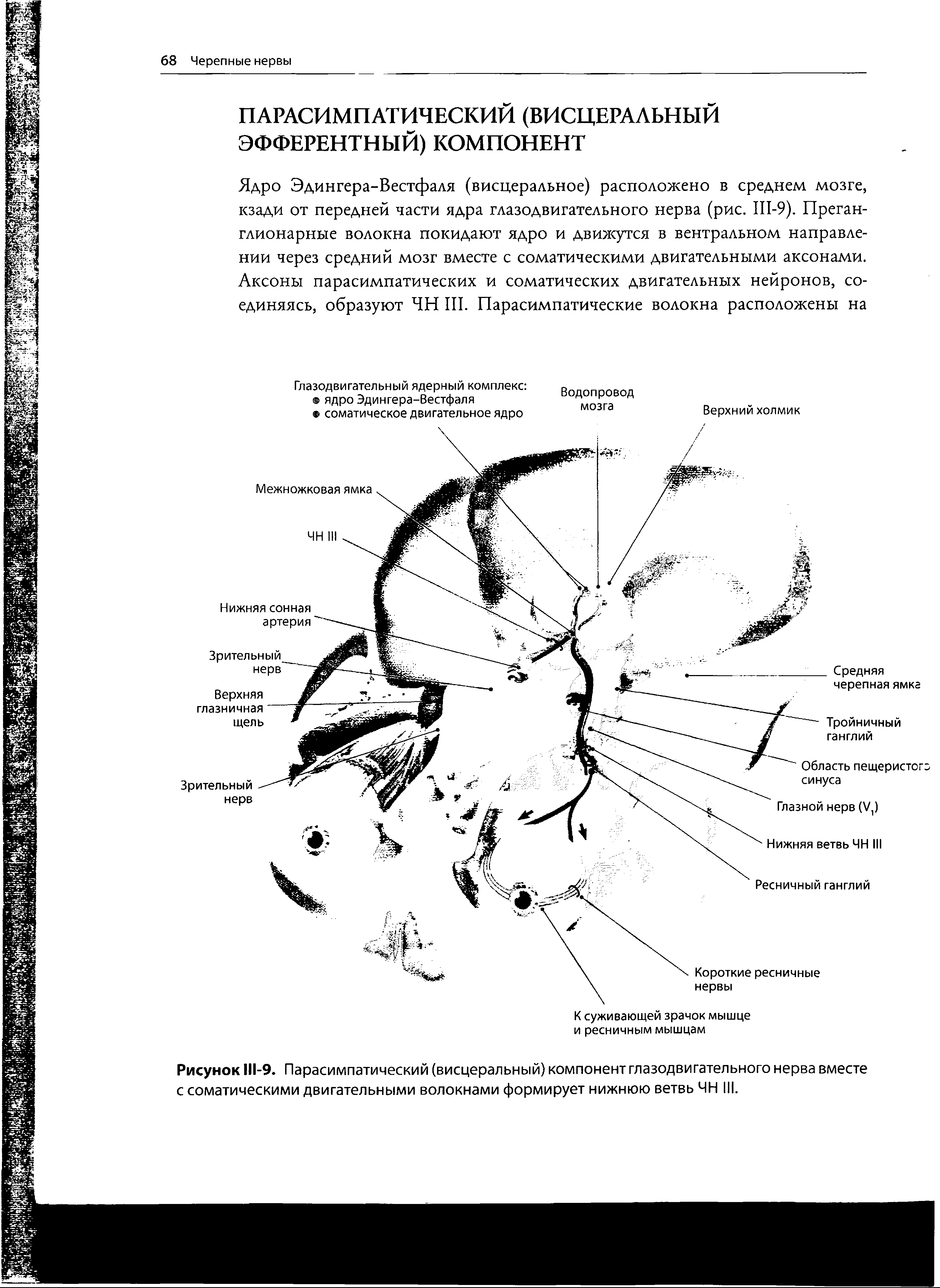 Рисунок 111-9 . Парасимпатический (висцеральный) компонент глазодвигательного нерва вместе с соматическими двигательными волокнами формирует нижнюю ветвь ЧН III.