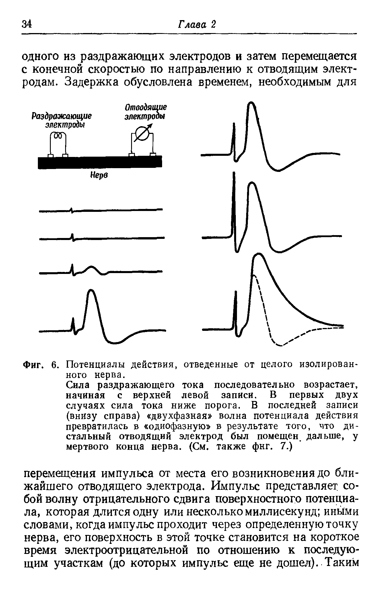 Фиг. 6. Потенциалы действия, отведенные от целого изолированного нерва.