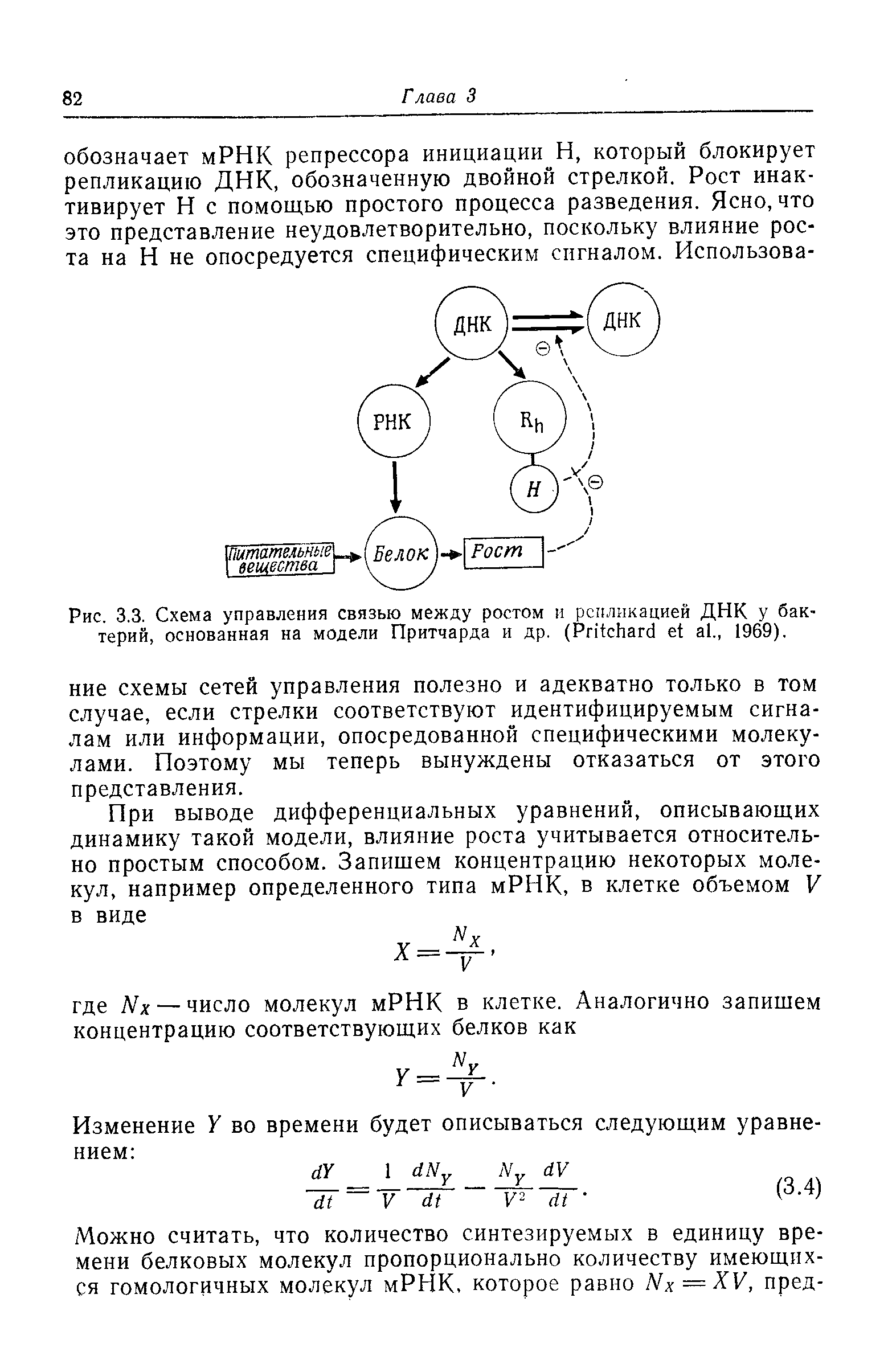 Рис. 3.3. Схема управления связью между ростом и репликацией ДНК у бактерий, основанная на модели Притчарда и др. (P ., 1969).