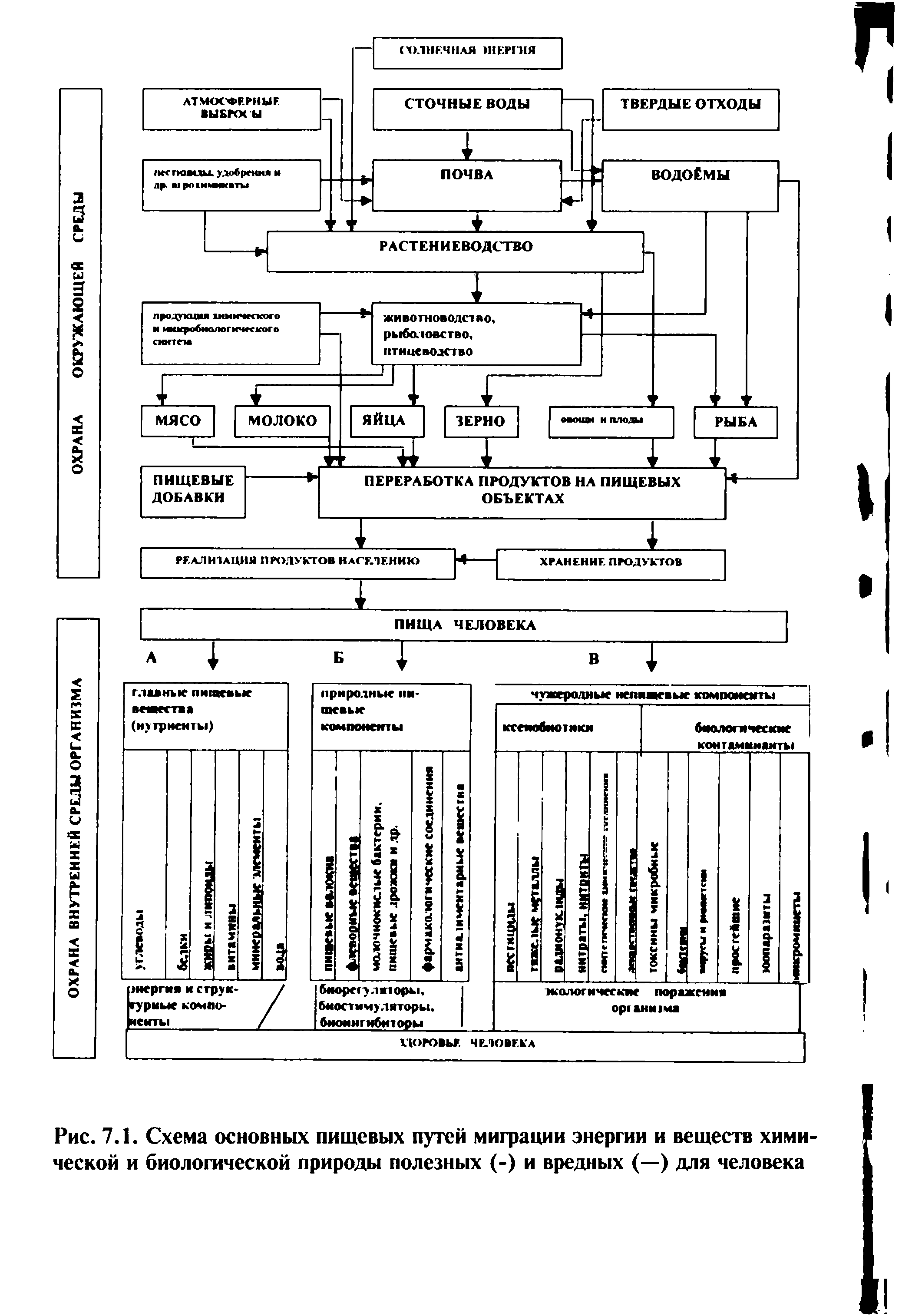 Рис. 7.1. Схема основных пищевых путей миграции энергии и веществ химической и биологической природы полезных (-) и вредных (—) для человека...