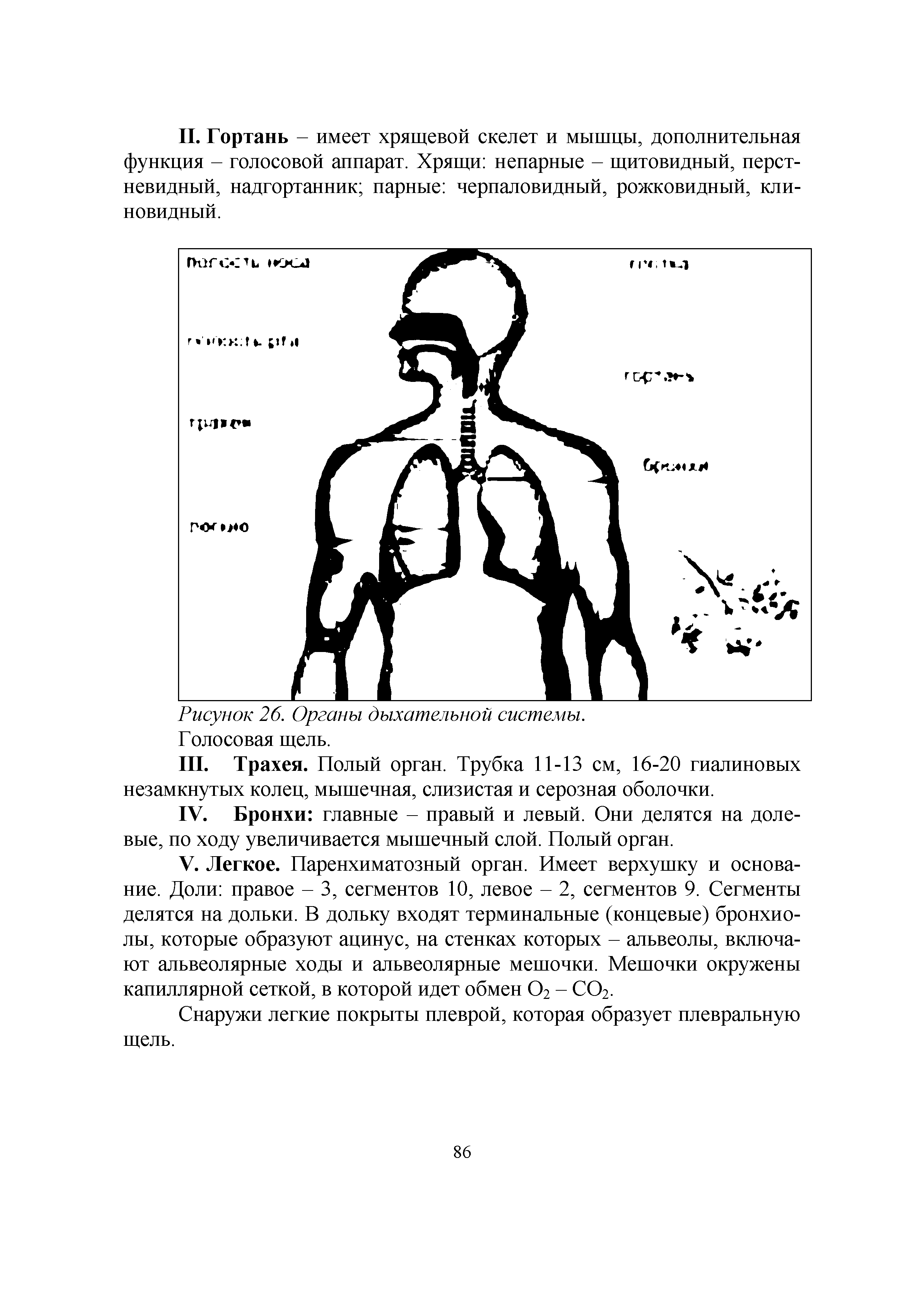 Рисунок 26. Органы дыхательной системы. Голосовая щель.