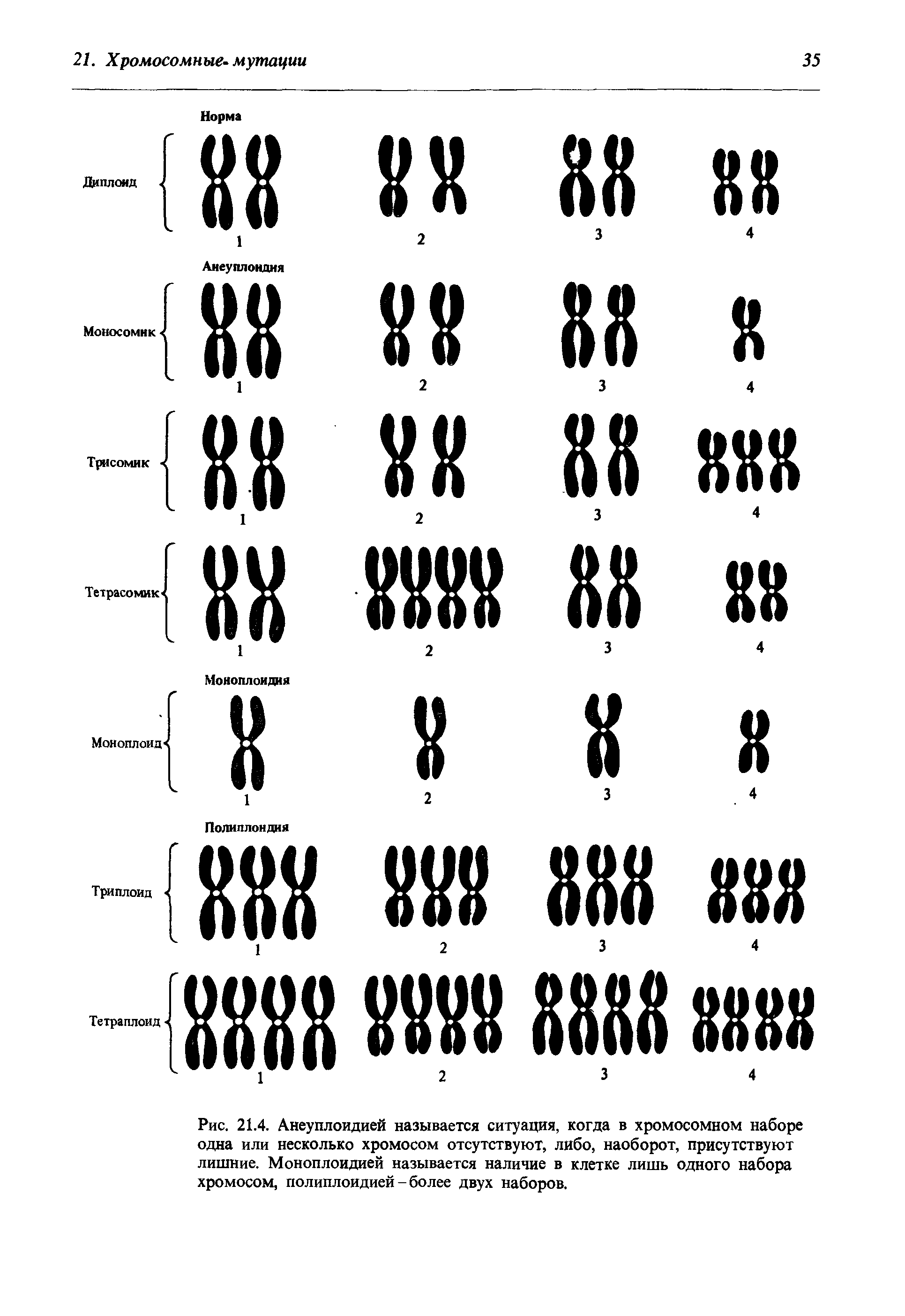 Рис. 21.4. Анеуплоидией называется ситуация, когда в хромосомном наборе одна или несколько хромосом отсутствуют, либо, наоборот, присутствуют лишние. Моноплоидией называется наличие в клетке лишь одного набора хромосом, полиплоидией - более двух наборов.