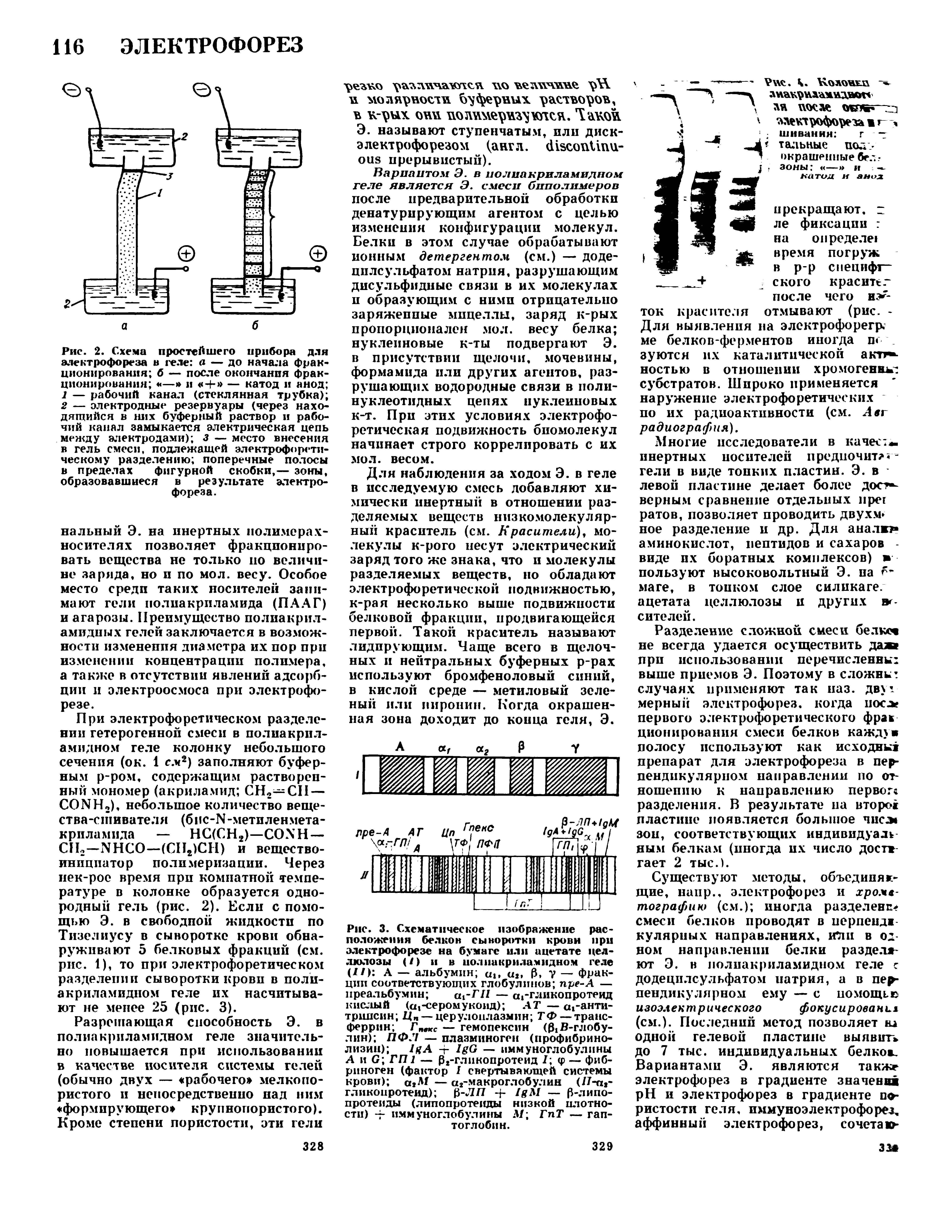 Рис. 3. Схематическое изображение расположения белков сыворотки крови при электрофорезе на бумаге или ицетате целлюлозы (/) и в полиакриламидном геле (//) А — альбумин си, , , у — фракции соответствующих глобулинов пре-А — иреальбумин сц-ГЛ — ггликопротеид кислый ( -серомукоид) АТ — аганти-трипсин Ц — церулоплазмин ТФ —трансферрин Г пвКС — гемопексин ( B-глобу-лин) ПФ Л — плазминоген (профибринолизин) / А 4- I G — иммуноглобулины...