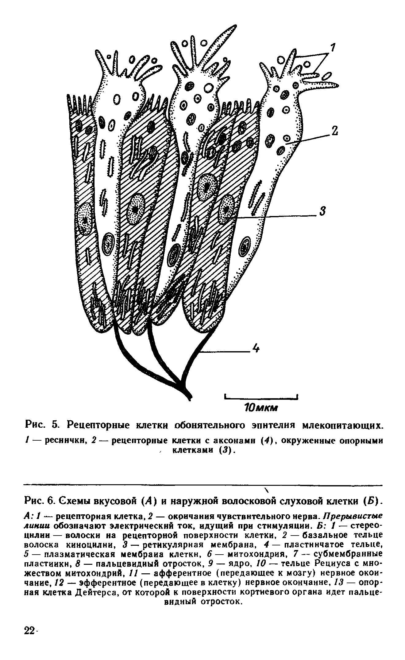 Рис. 5. Рецепторные клетки обонятельного эпителия млекопитающих. / — реснички, 2 — рецепторные клетки с аксонами (4), окруженные опорными клетками (3).