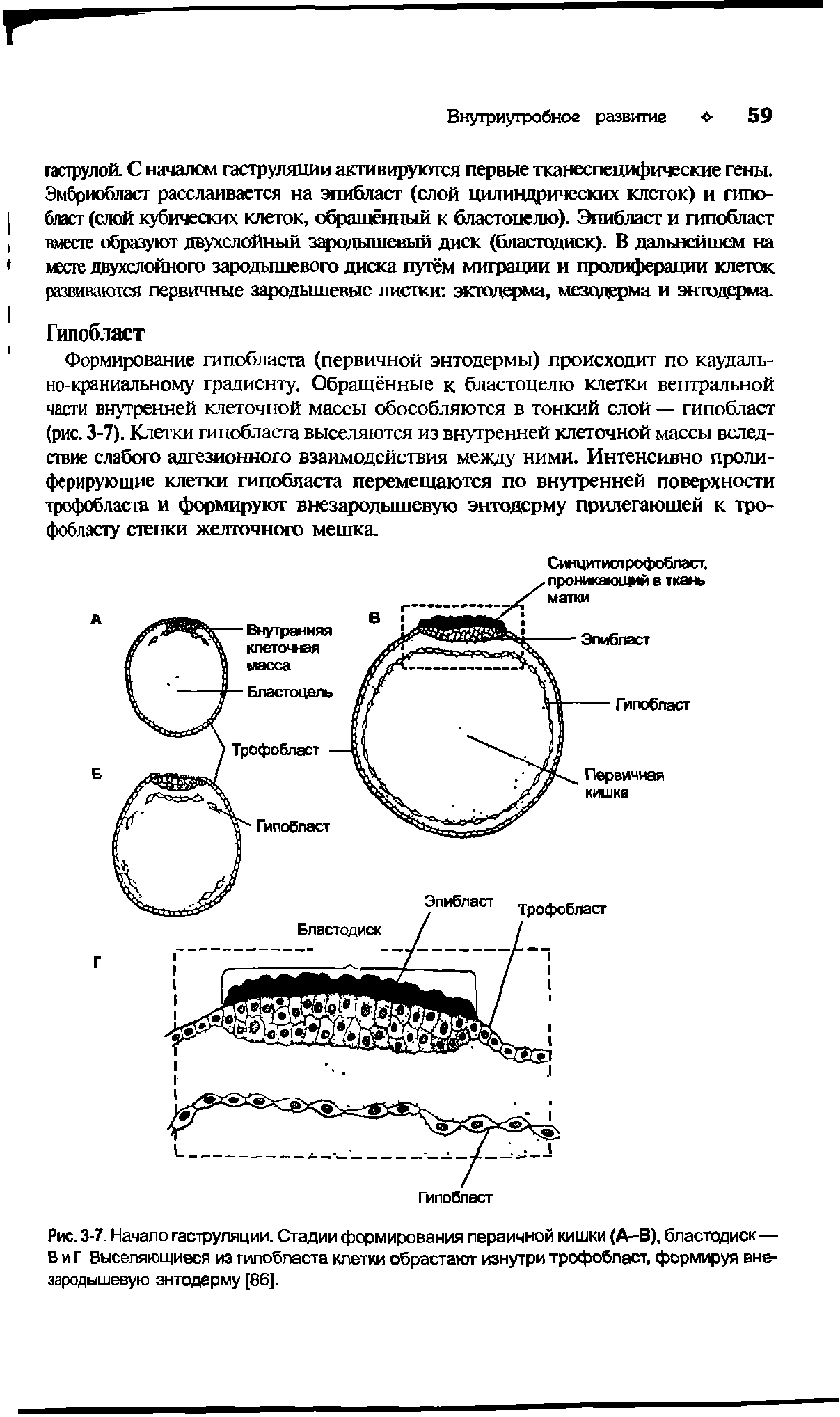 Рис. 3-7. Начало гаструляции. Стадии формирования пераичной кишки (А-В), бластодиск — В и Г Выселяющиеся из гилобласта клетки обрастают изнутри трофобласт, формируя внезародышевую энтодерму [86].